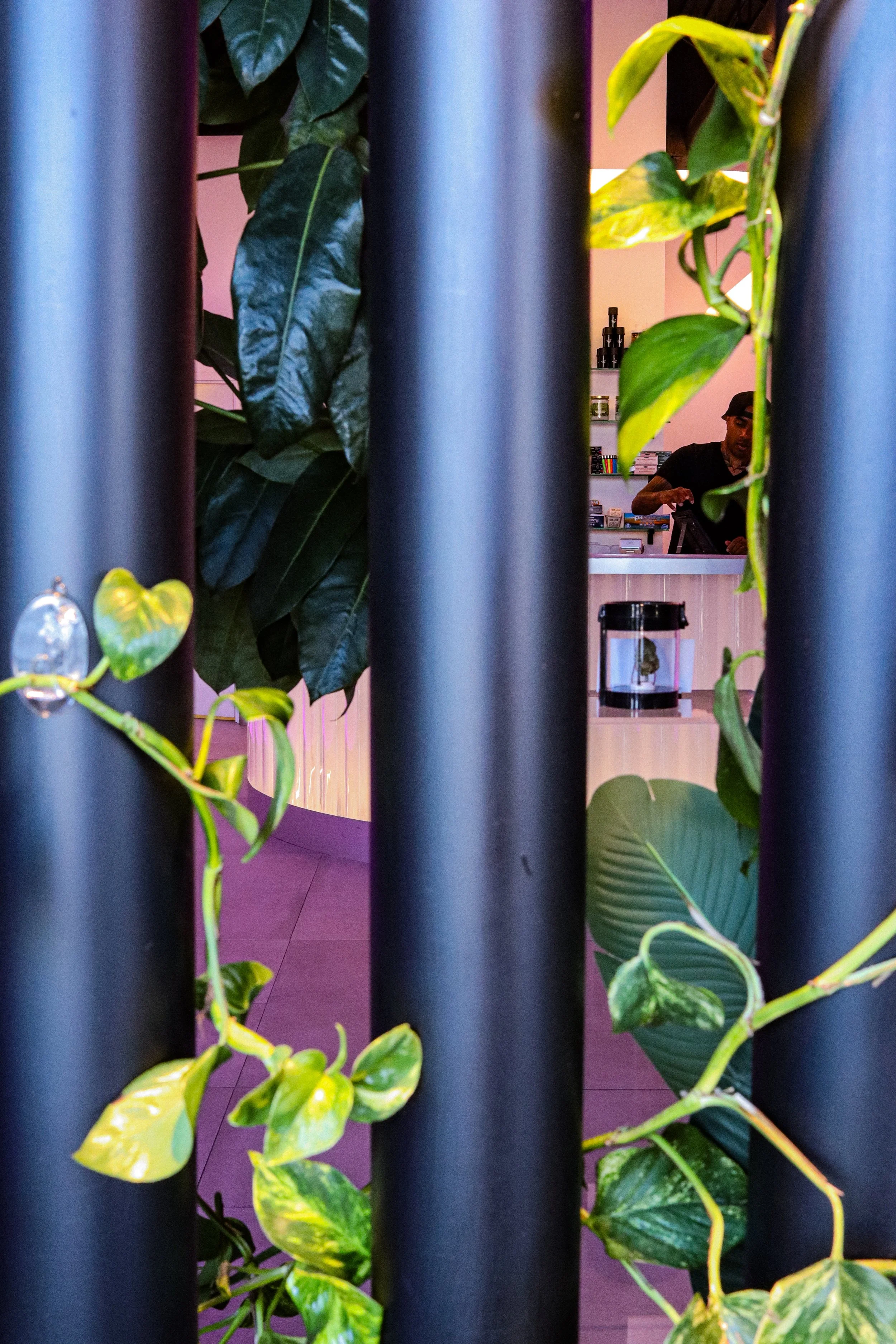 View through black metal bars showing green leafy plants in the foreground and a man at a reception desk in the background, with shelves of products behind him.