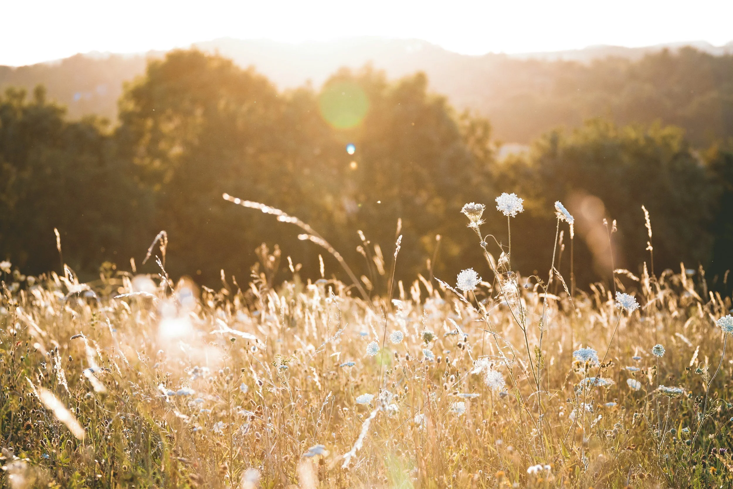 A sunlit meadow with tall dry grass and white wildflowers, with a background of trees and hills, during golden hour.