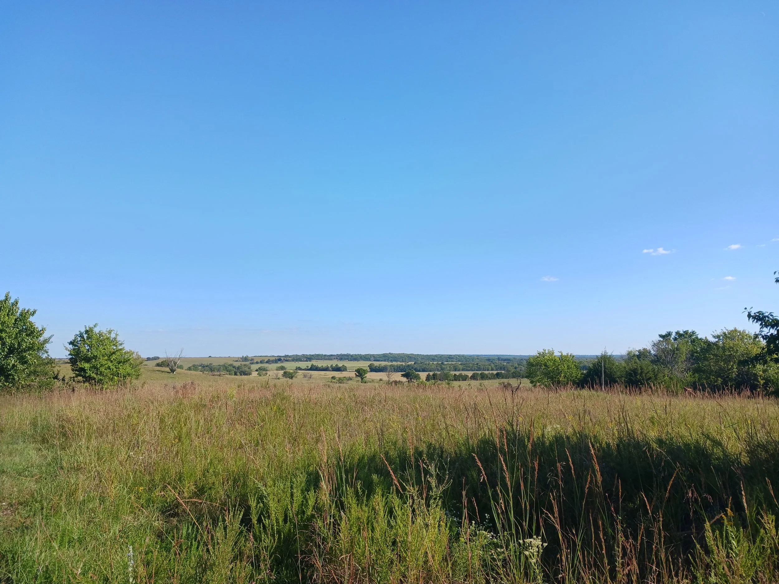 Open field with tall grass and scattered trees under a clear blue sky.