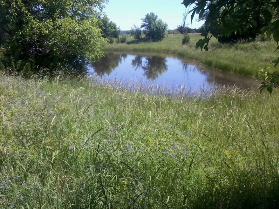 A small pond surrounded by green grass, bushes, and trees under a clear blue sky.