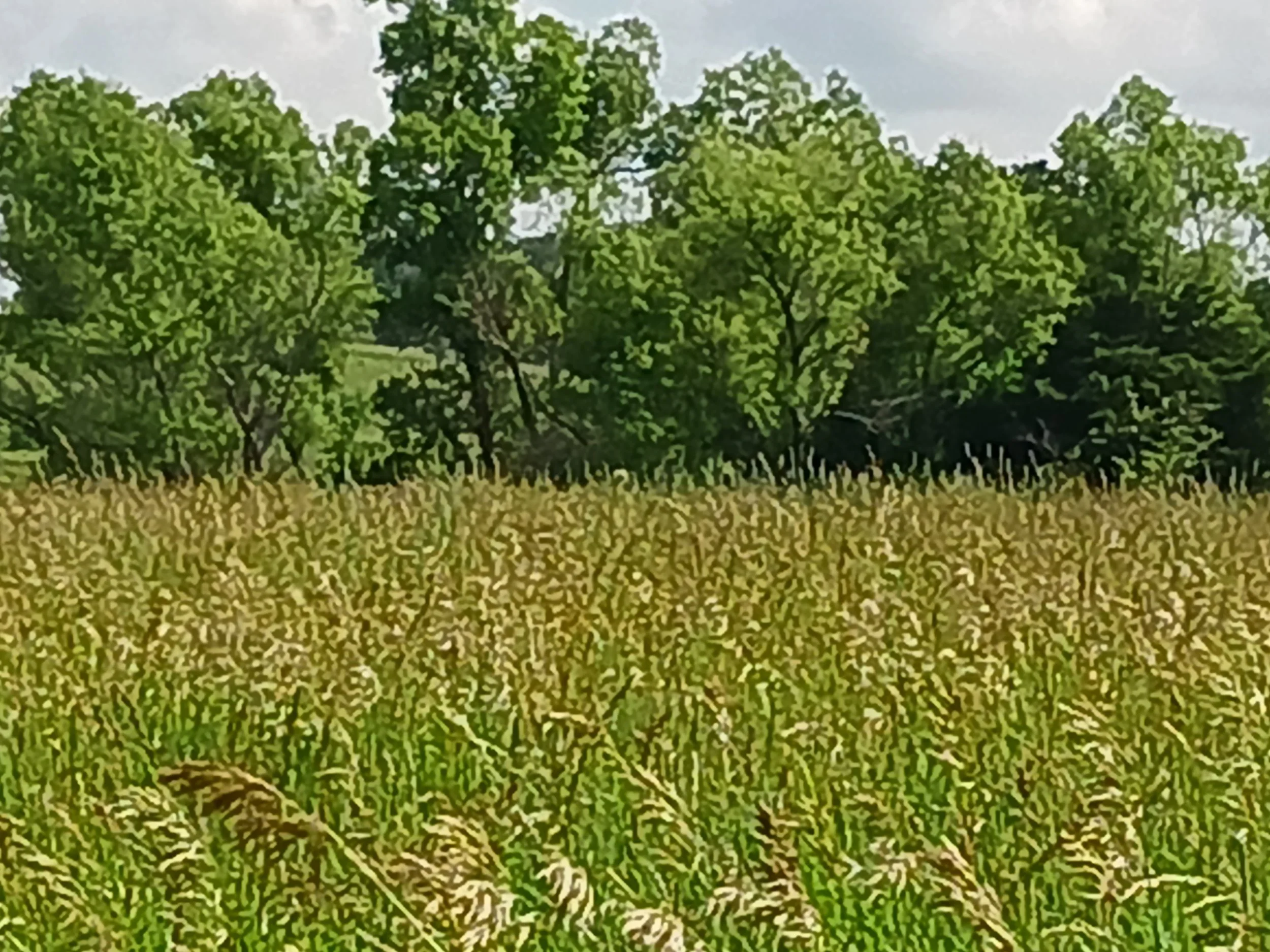 A green field with tall grass and trees in the background under a cloudy sky.