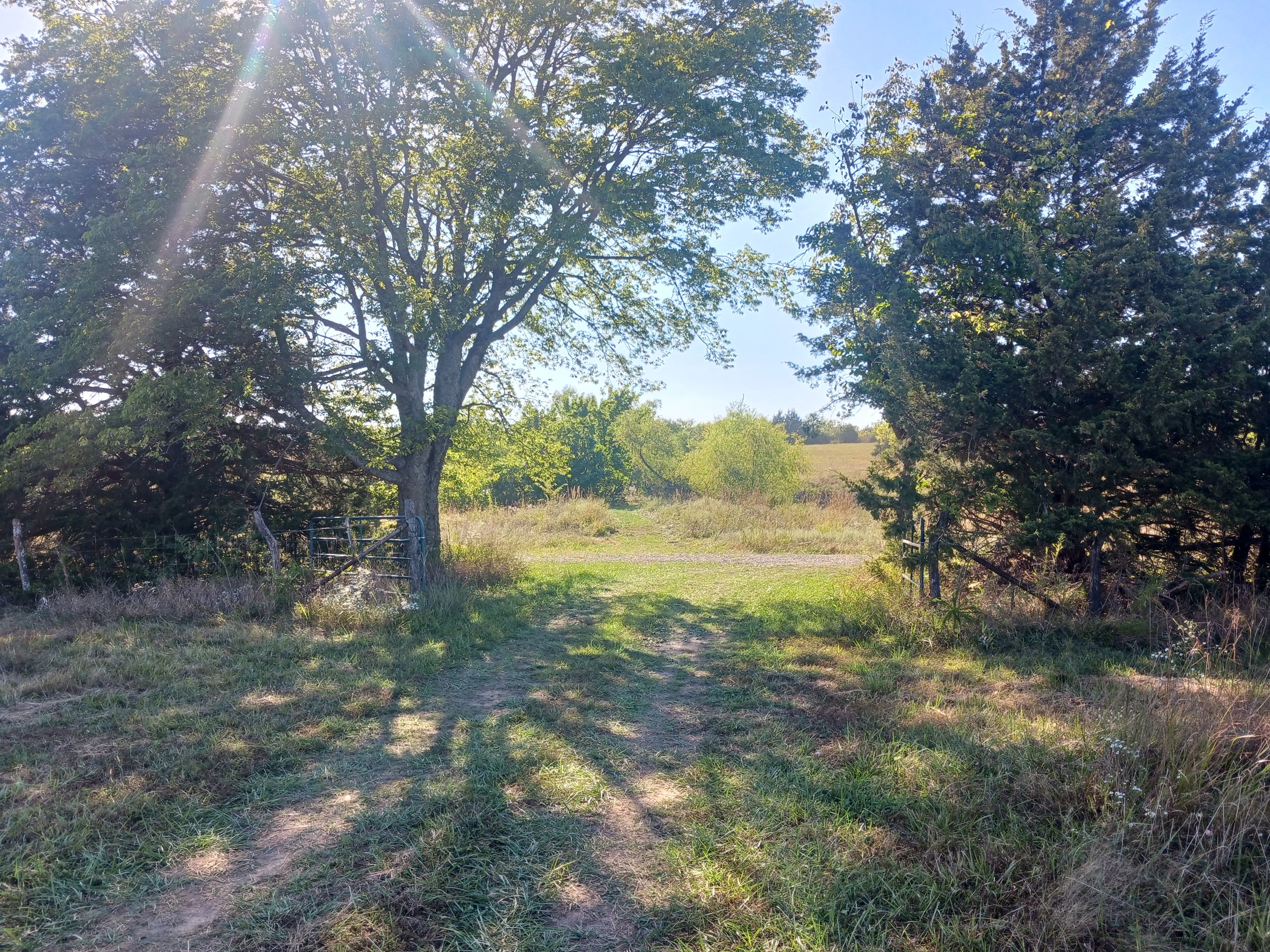 A sunny, rural landscape with a dirt path leading through grassy fields, flanked by large trees on either side, with a blue sky and sunlight streaming through the leaves.