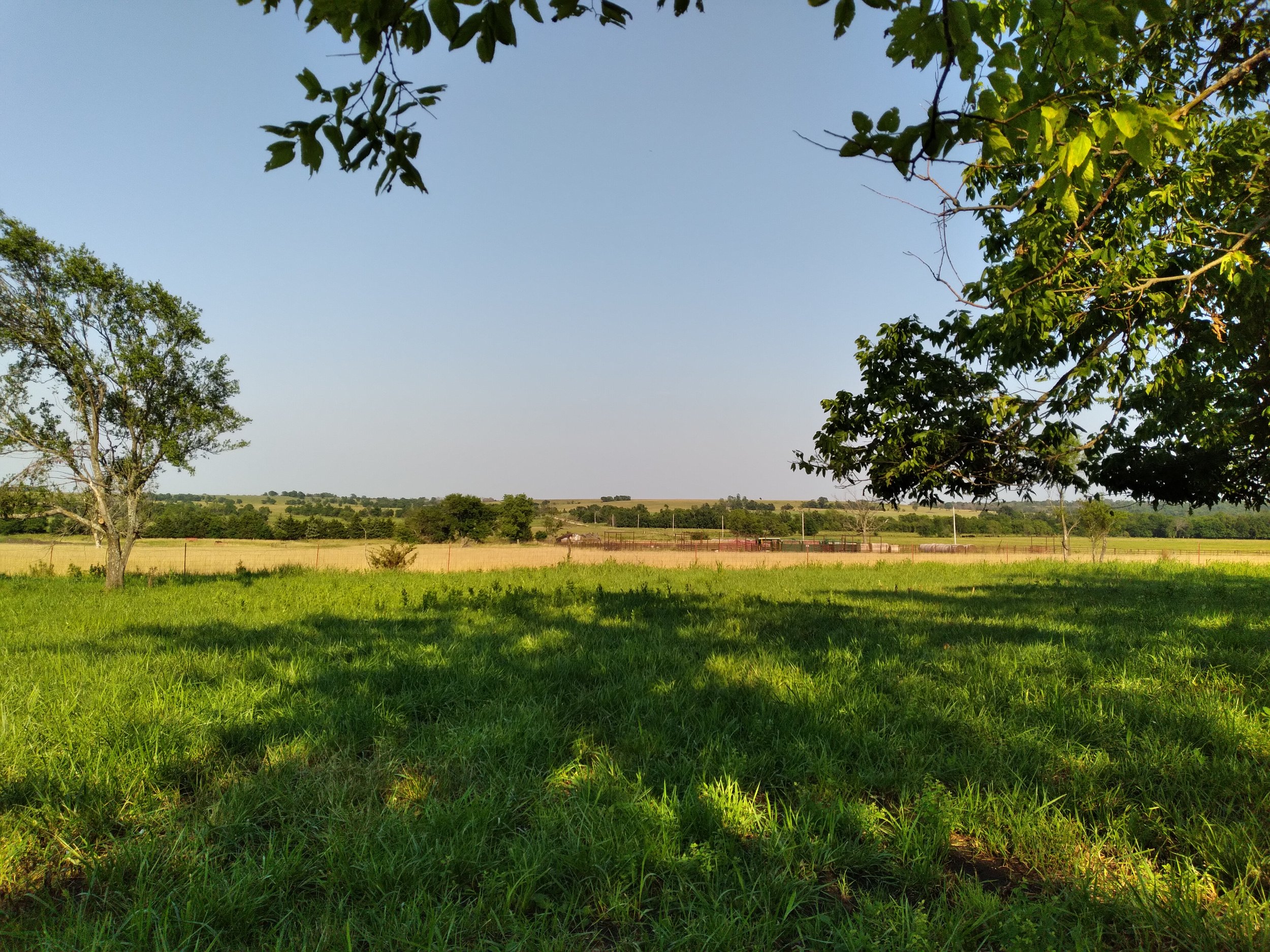 Open field with green grass in the foreground, scattered trees, and a clear blue sky in the background.