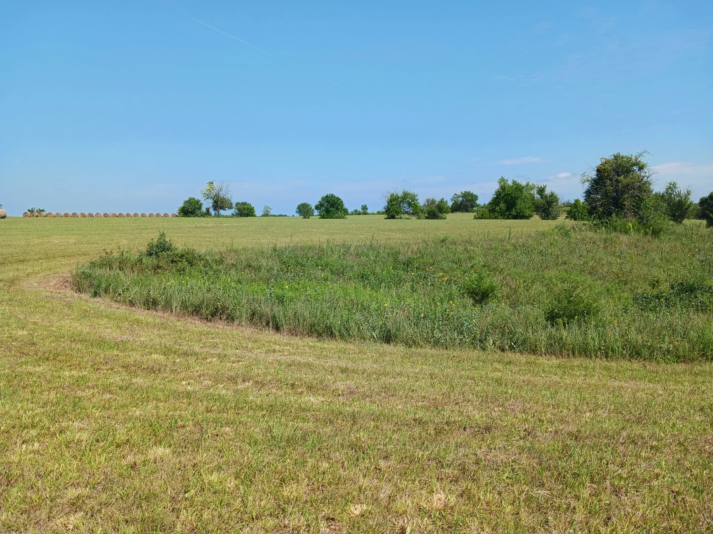 Open grassy field with scattered trees under a clear blue sky.