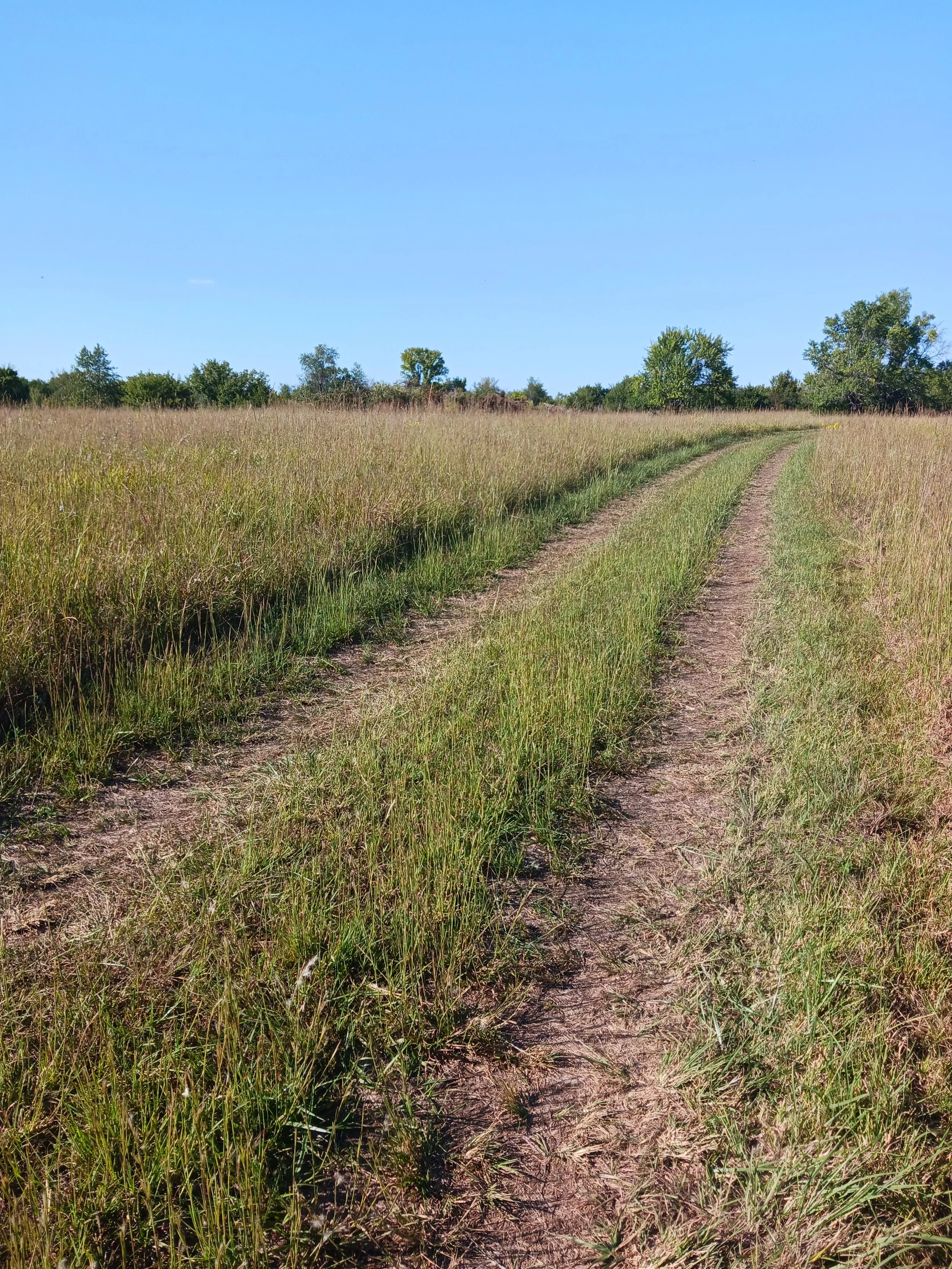 A dirt road runs through a grassy field under a clear blue sky, with trees visible in the distance.