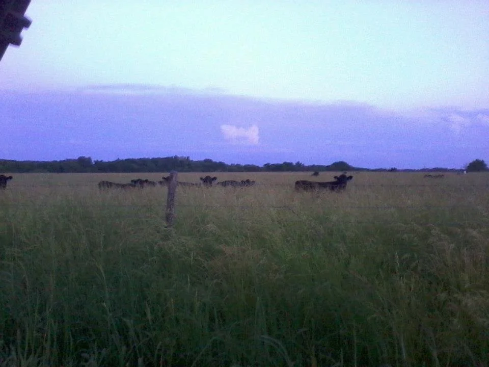 A field with grass and several cows grazing, with a blue sky and some clouds in the background.