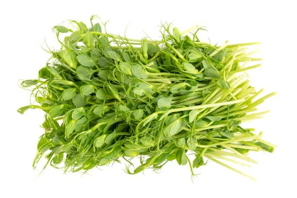 Pea Shoots