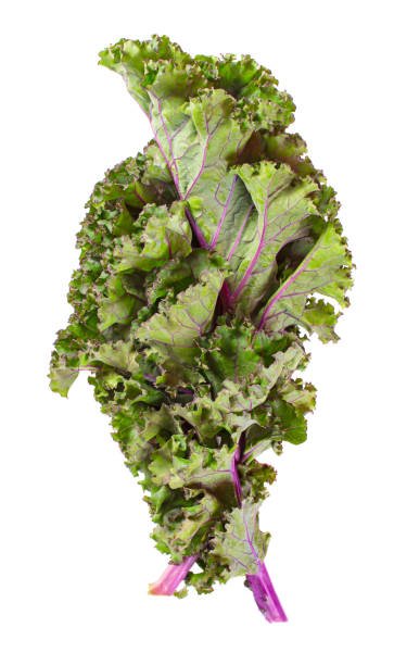 Red Russian Kale