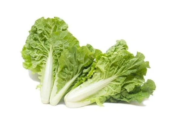 Tokyo Bekana (Chinese Cabbage)
