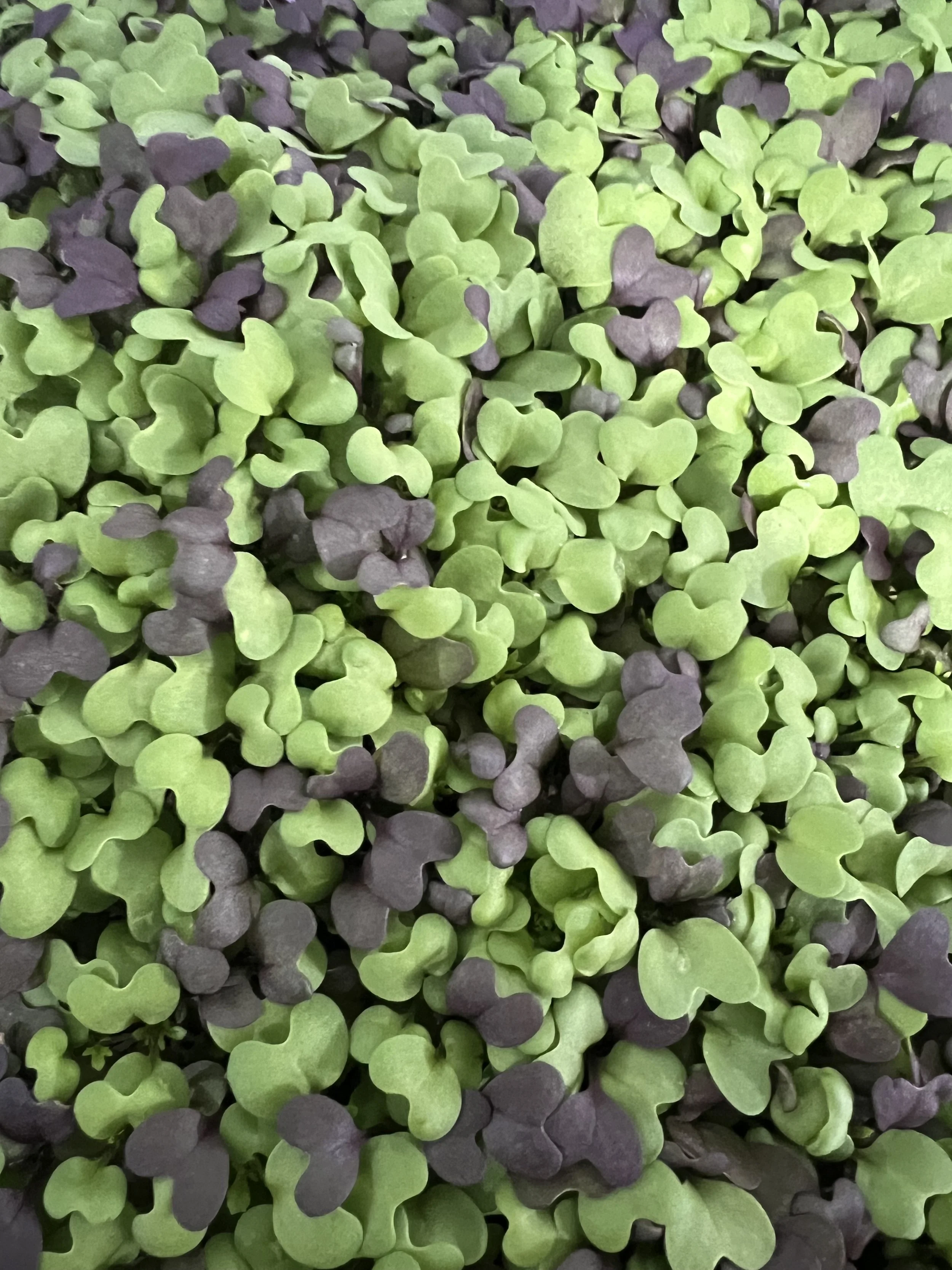 Spicy Mustard Micro Greens