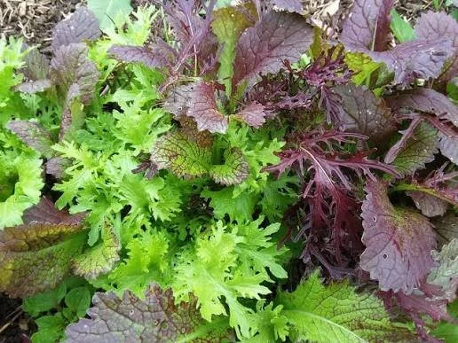 Spicy Salad Mix (5 oz bag)