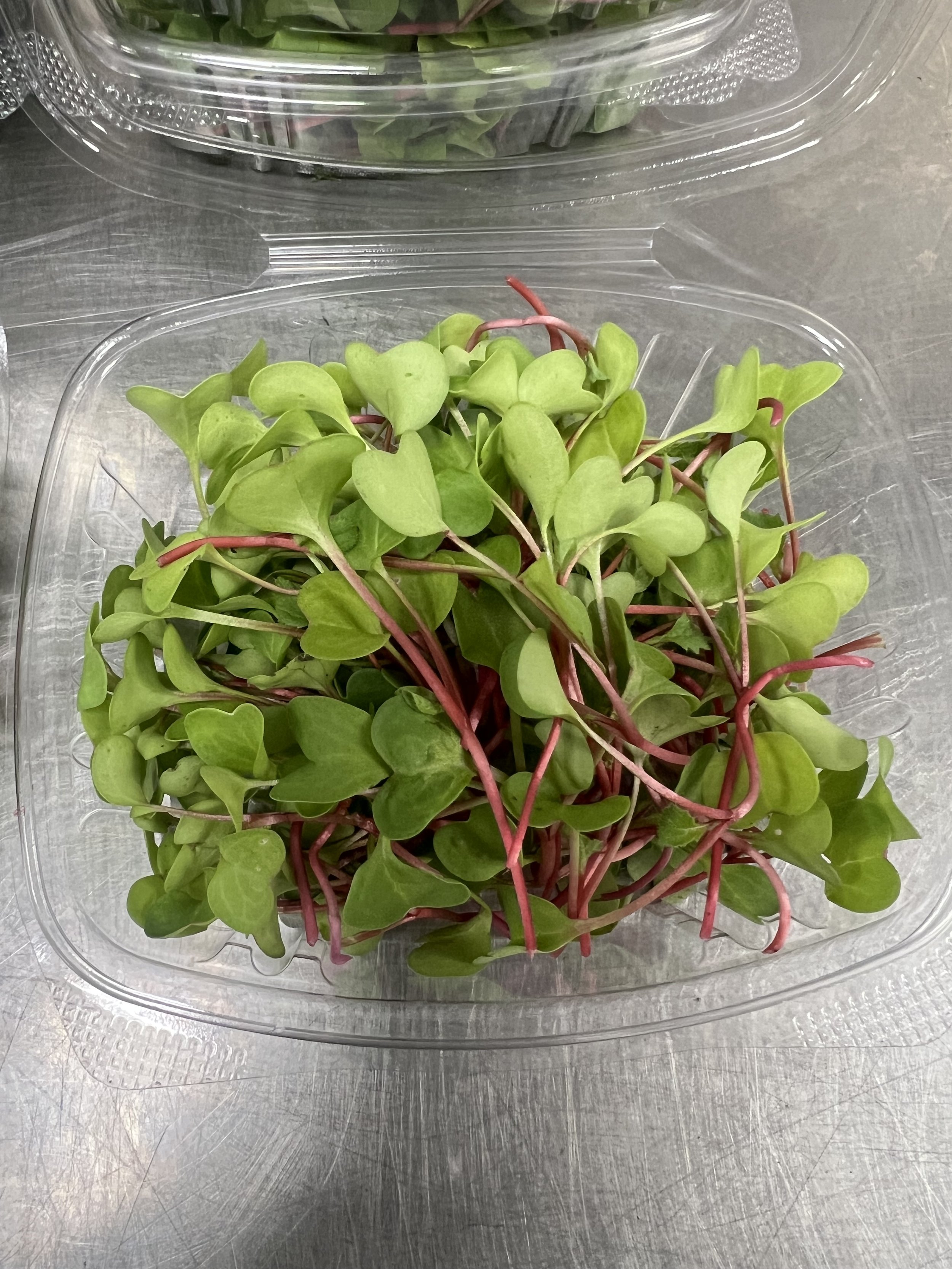 Red Radish Micro Greens