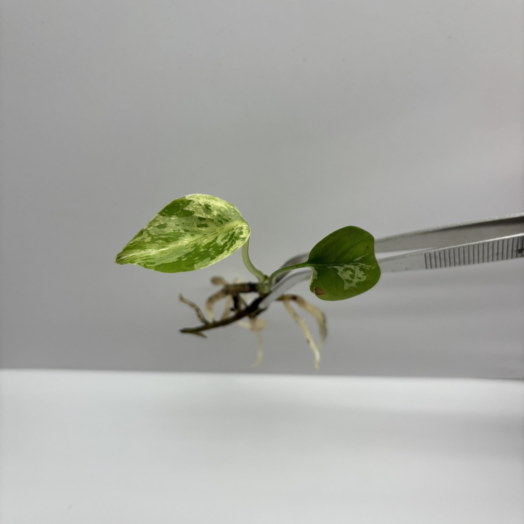 TC-MON-BUL-VAR-01 Image 1.JPEG