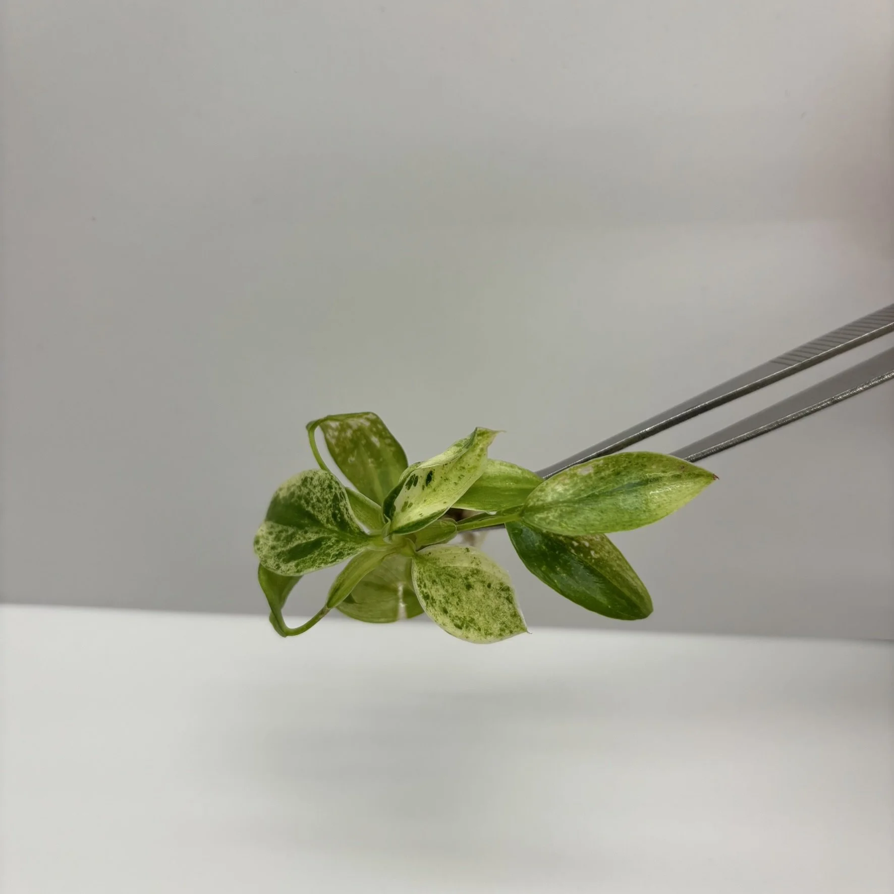 TC-PHIL-JOS-01 Image1.JPEG