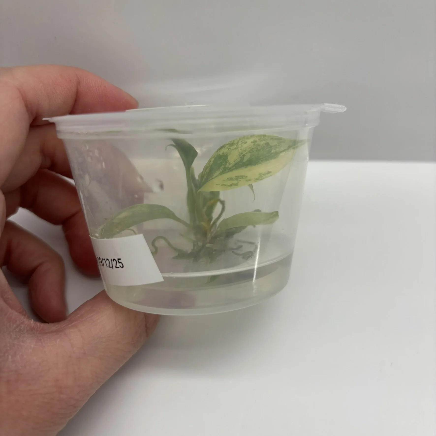 TC-PHIL-FLO-VAR-01 Image 3.JPEG