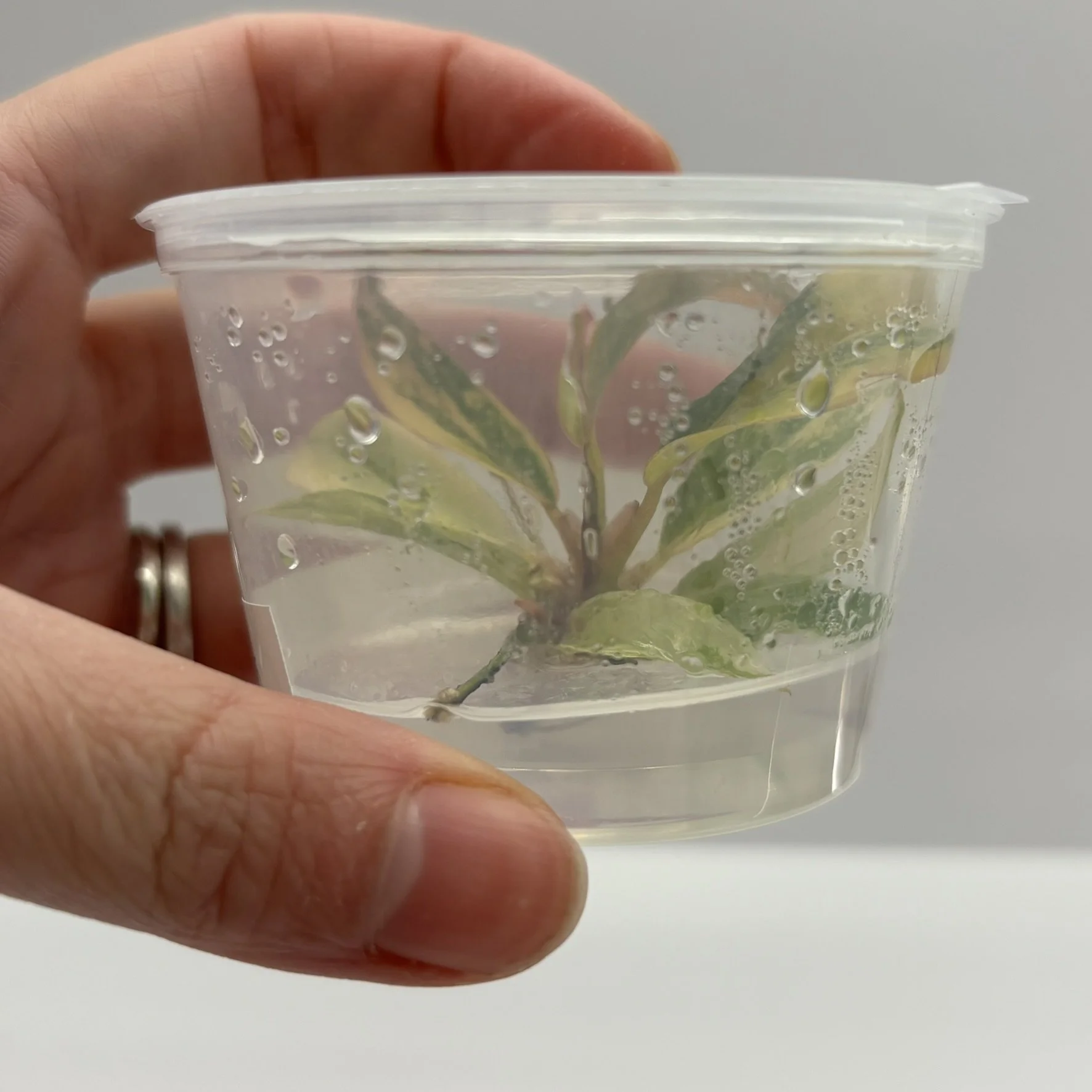 TC-PHIL-CAR-VAR-01 Image 2.JPEG