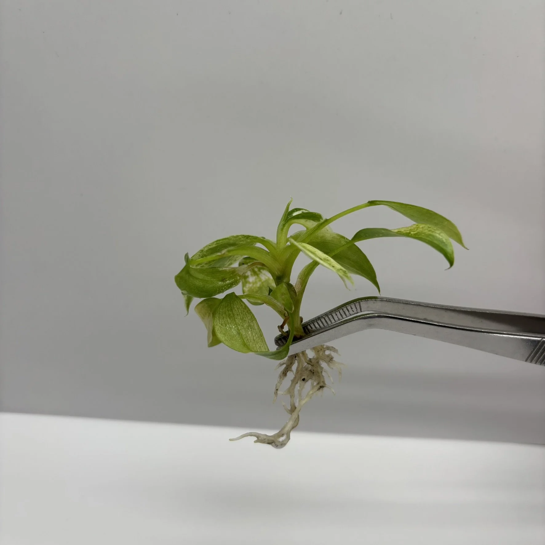 TC-PHIL-JOS-01 Image3.JPEG