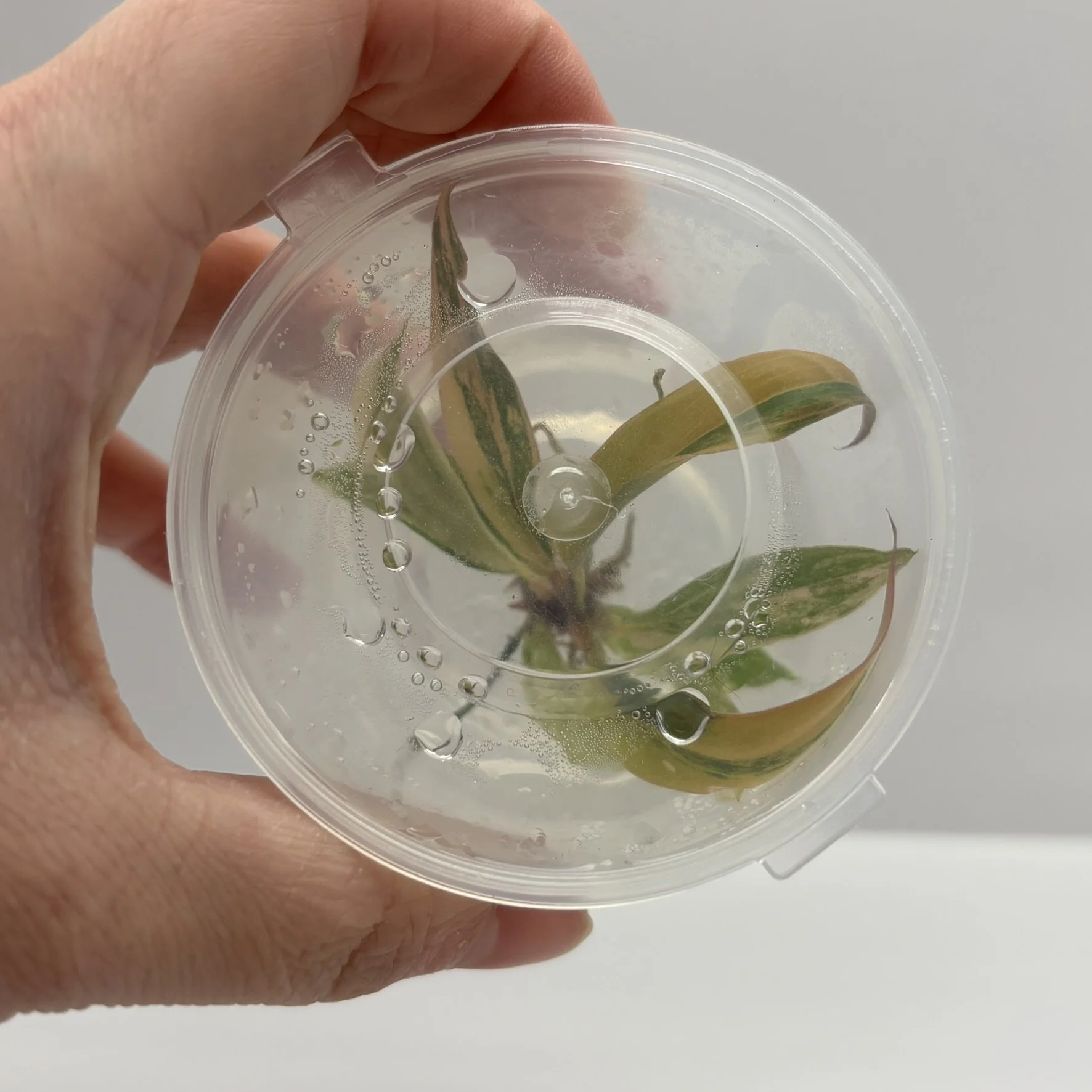 TC-PHIL-CAR-VAR-01 Image 1.JPEG