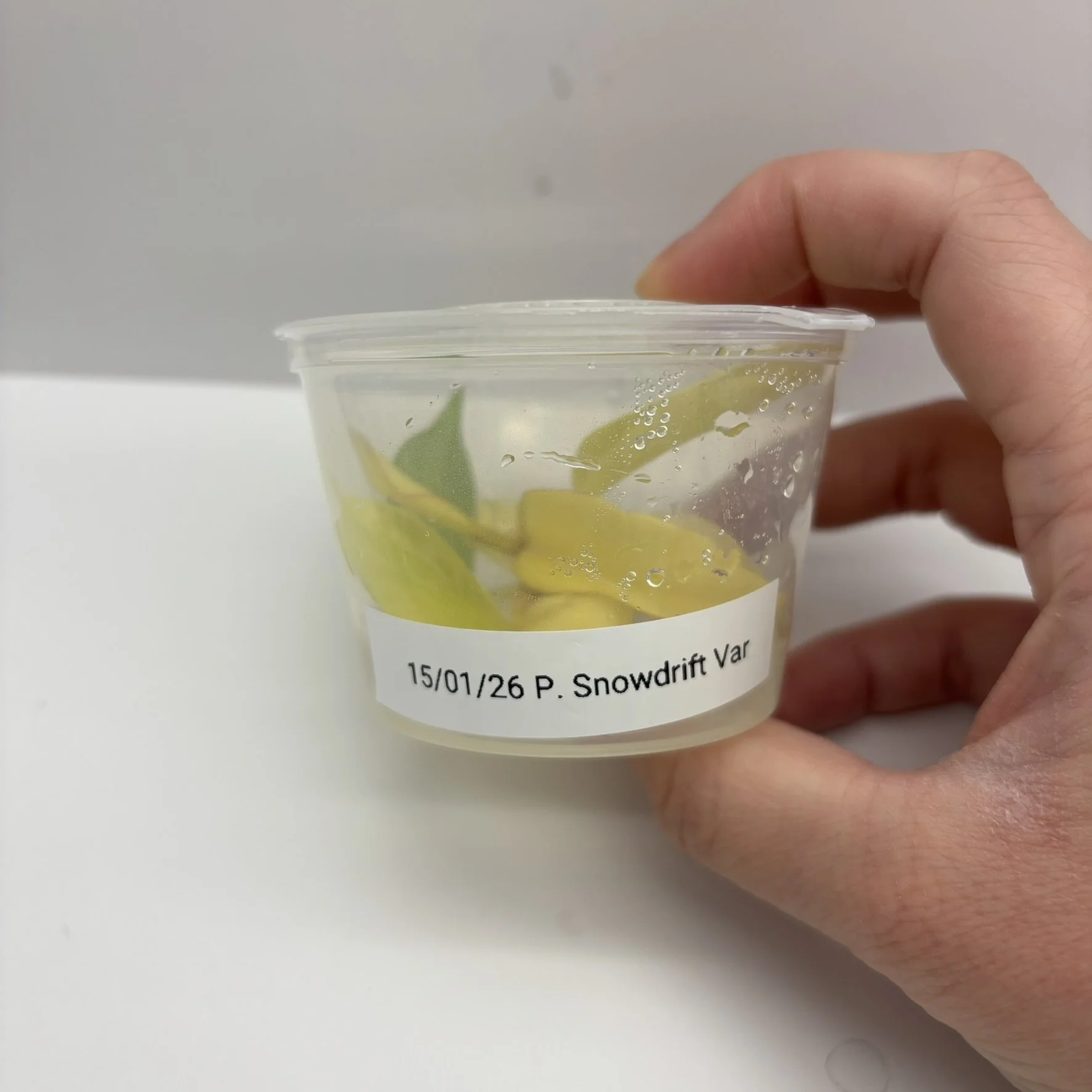 Philodendron Snowdrift Variegated (TC)