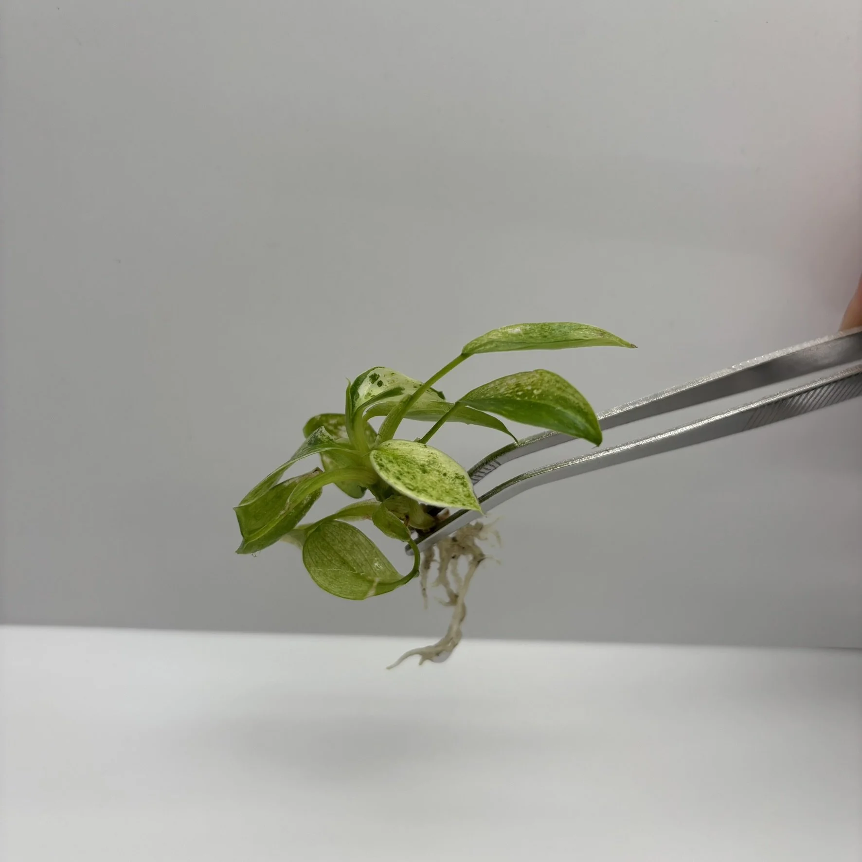 TC-PHIL-JOS-01 Image2.JPEG