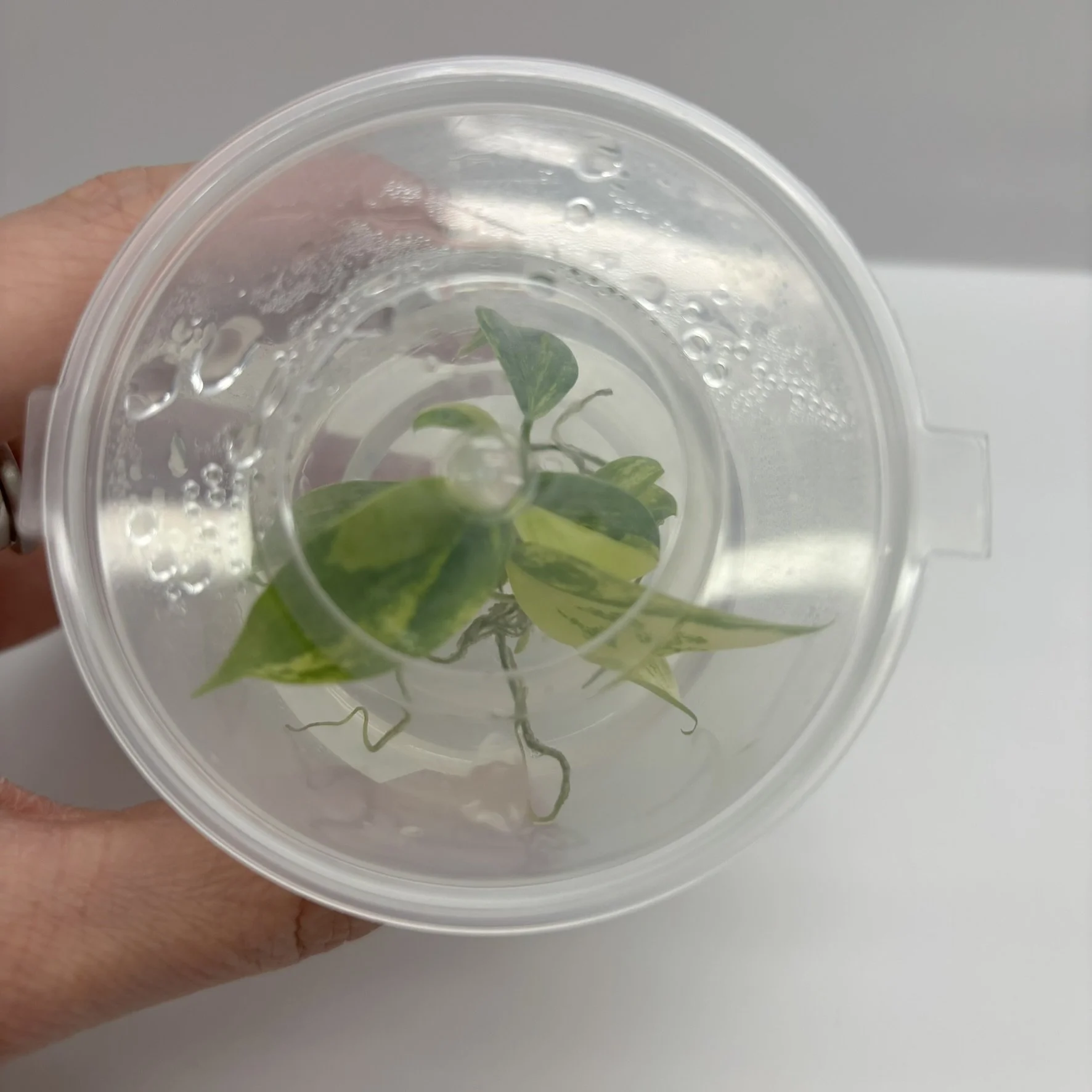 TC-PHIL-FLO-VAR-01 Image 2.JPEG