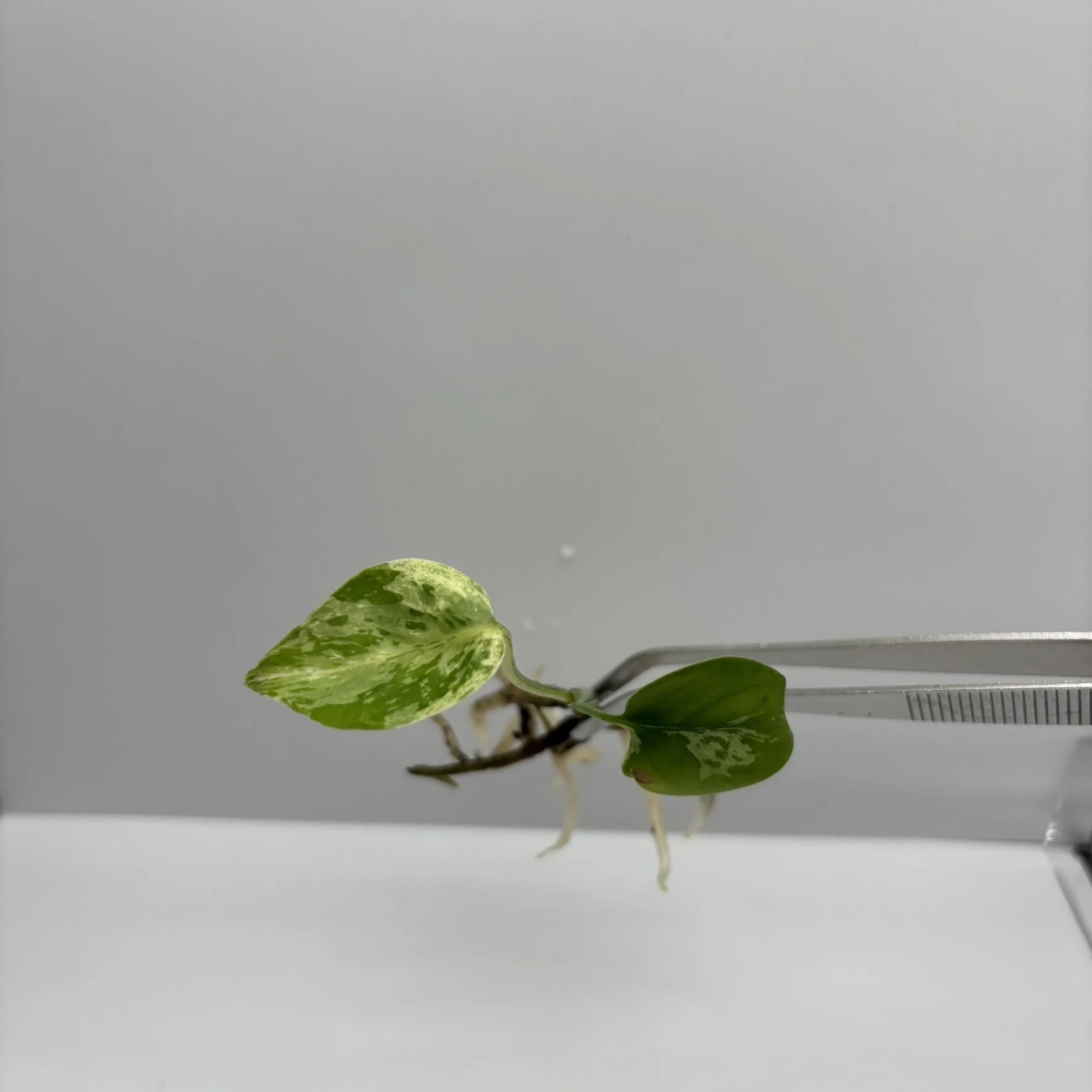 TC-MON-BUL-VAR-01 iMAGE 3.JPEG