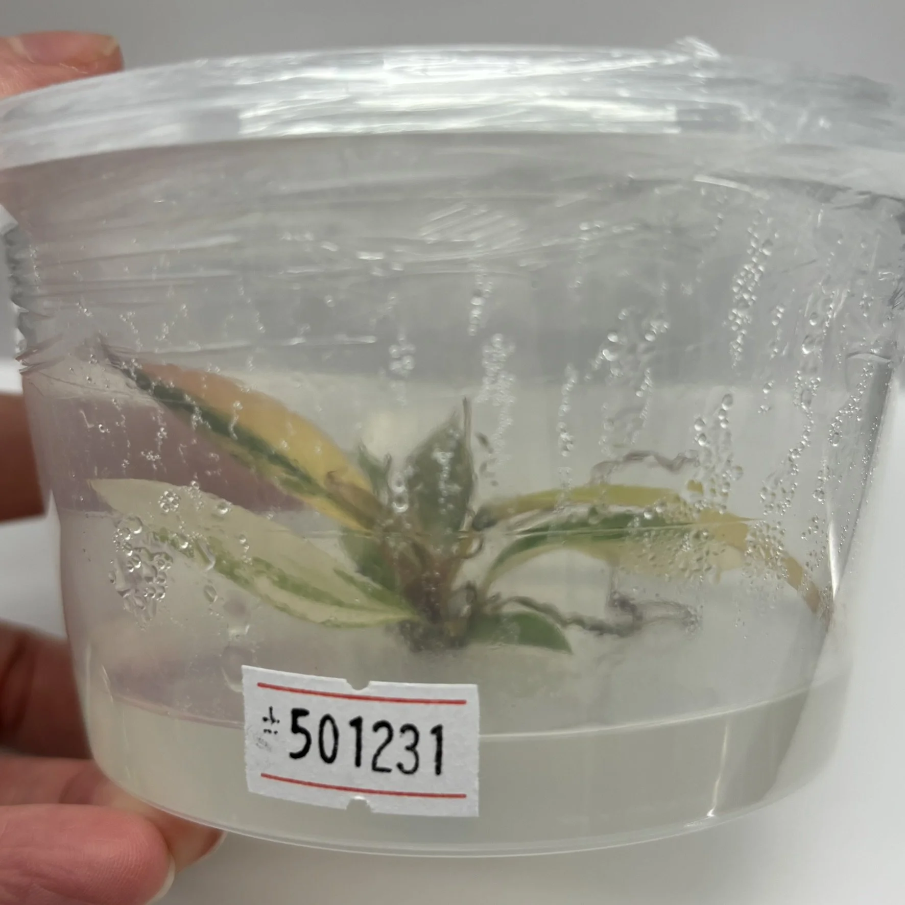 TC-PHIL-CAR-VAR-01 Image 3.JPEG