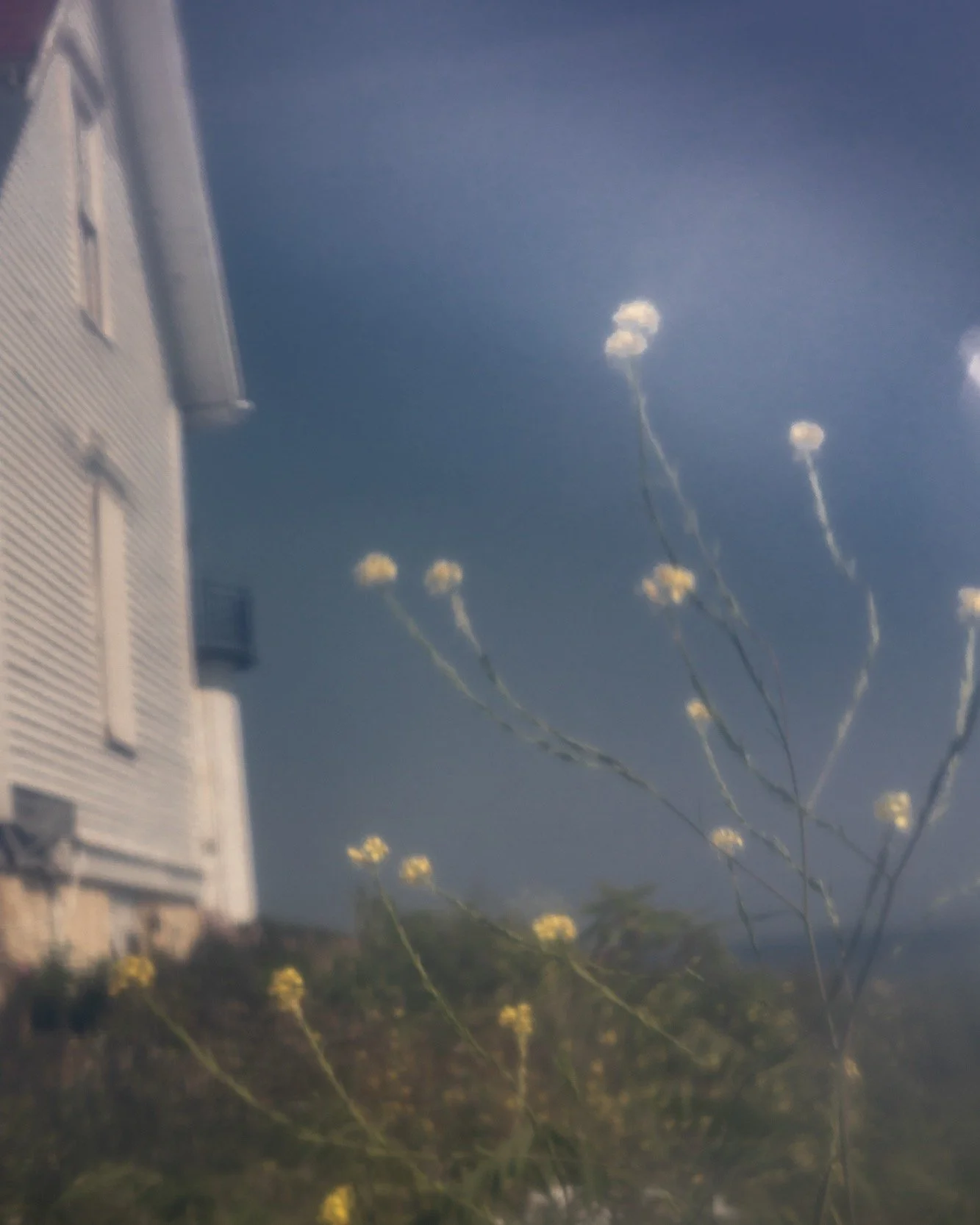 Sunlit. Curtis Island off Camden harbor. @sal.taylorkydd @mainemedia
