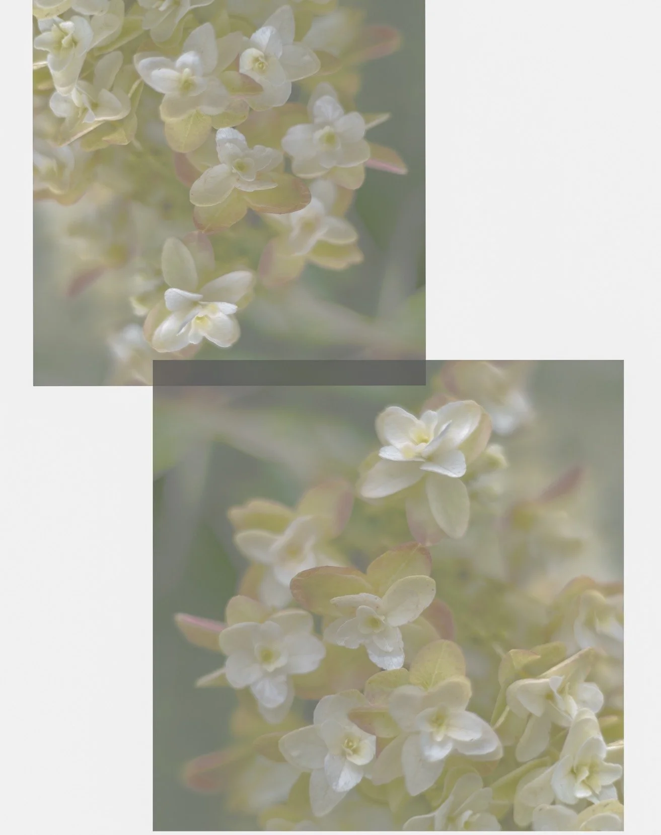 dreaming of spring. #multipleexposures #digitalphotography #oakleafhydrangea
