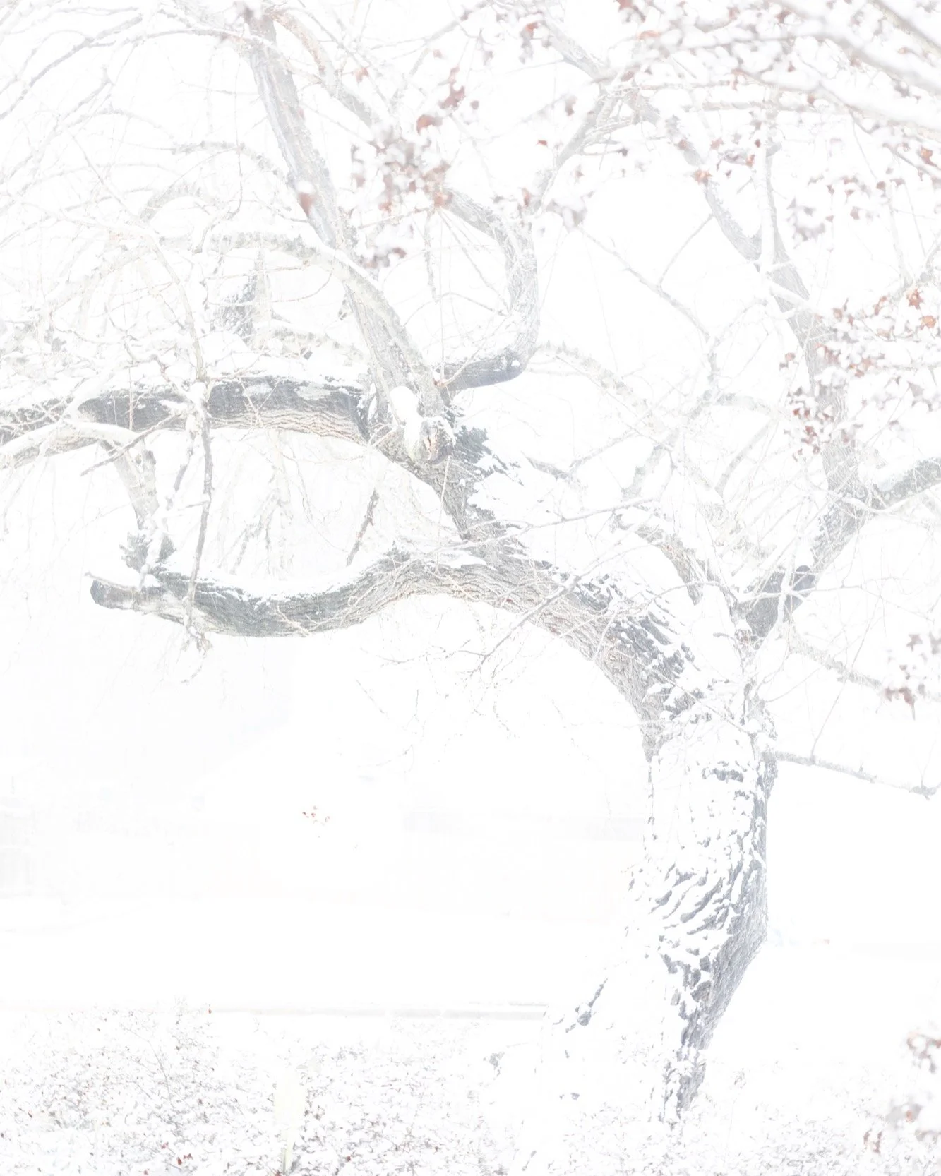 Snowland. #digitalphotography #snow #highkey #colga