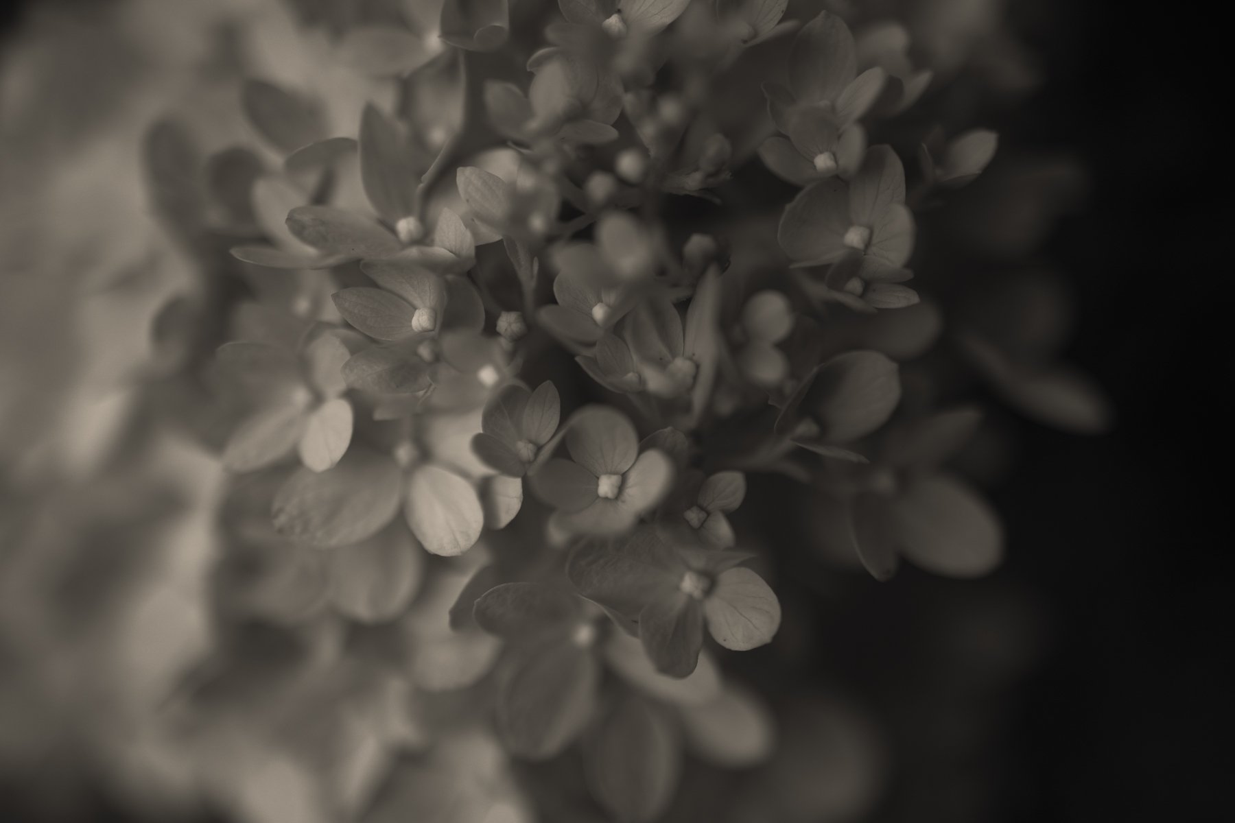 Image-15.jpg