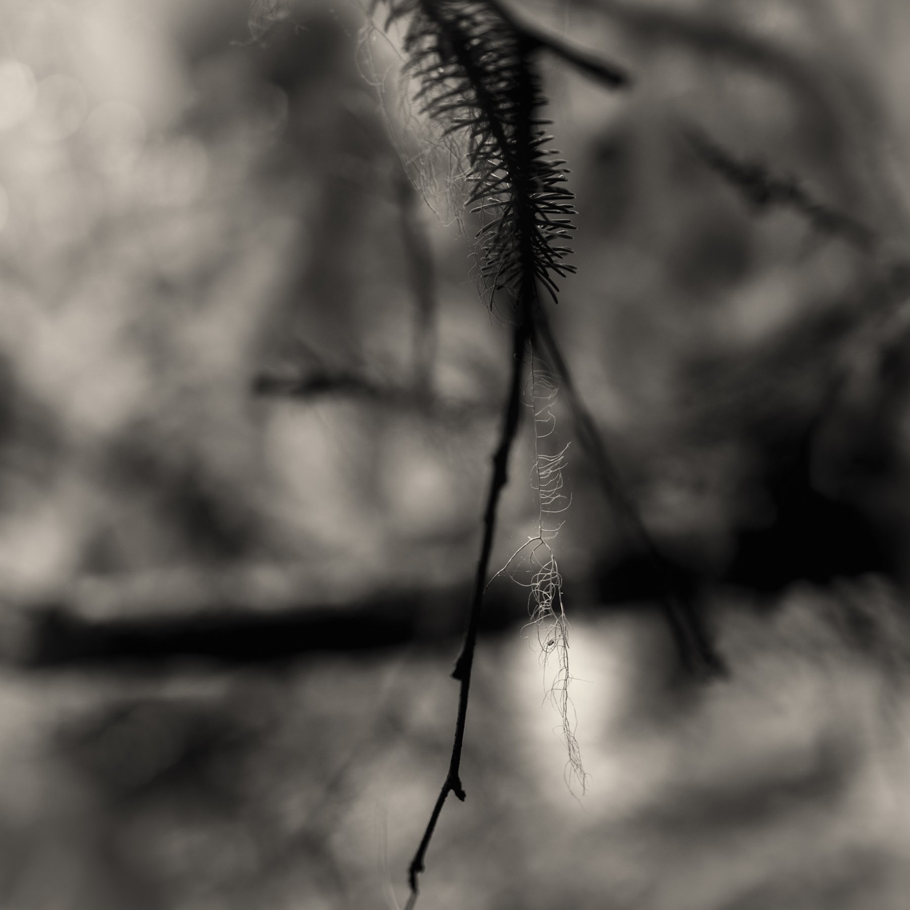 Image spanish moss.jpg