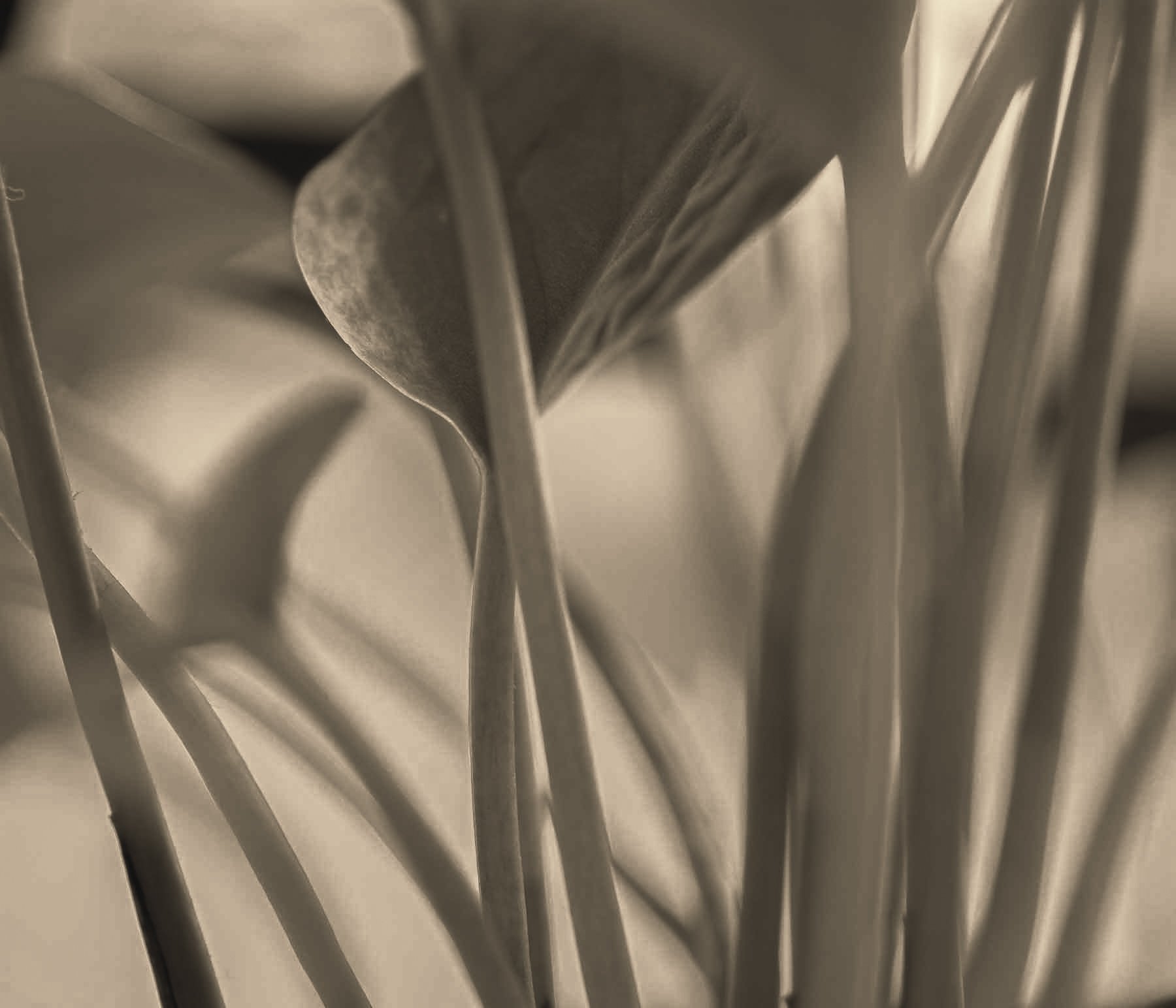 Image-14.jpg