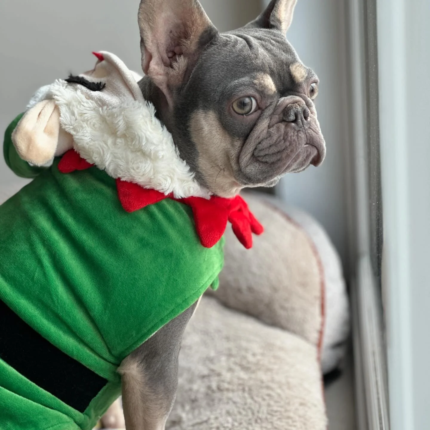 My tiny Elf. 💗

#frenchiesofinsta #frenchbulldoglove #mydogisfamily