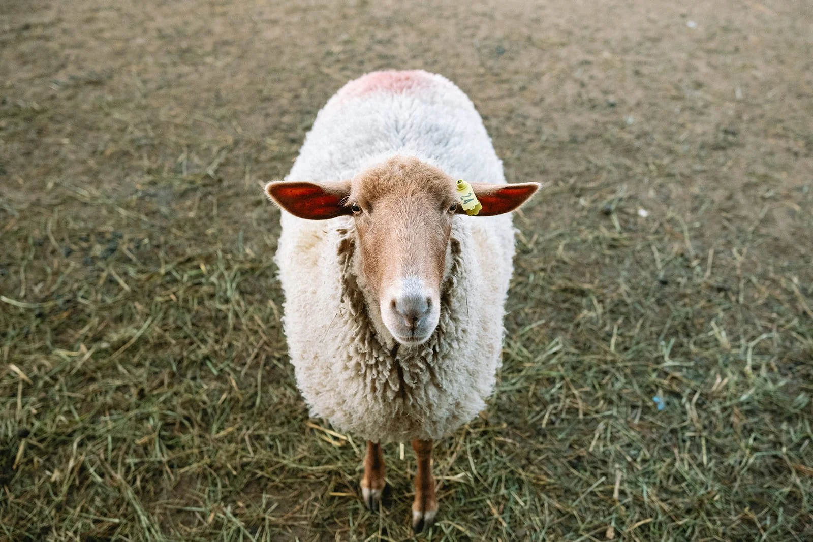 slough_farm_christian_sheny_leon_marthas_vineyard008.jpg