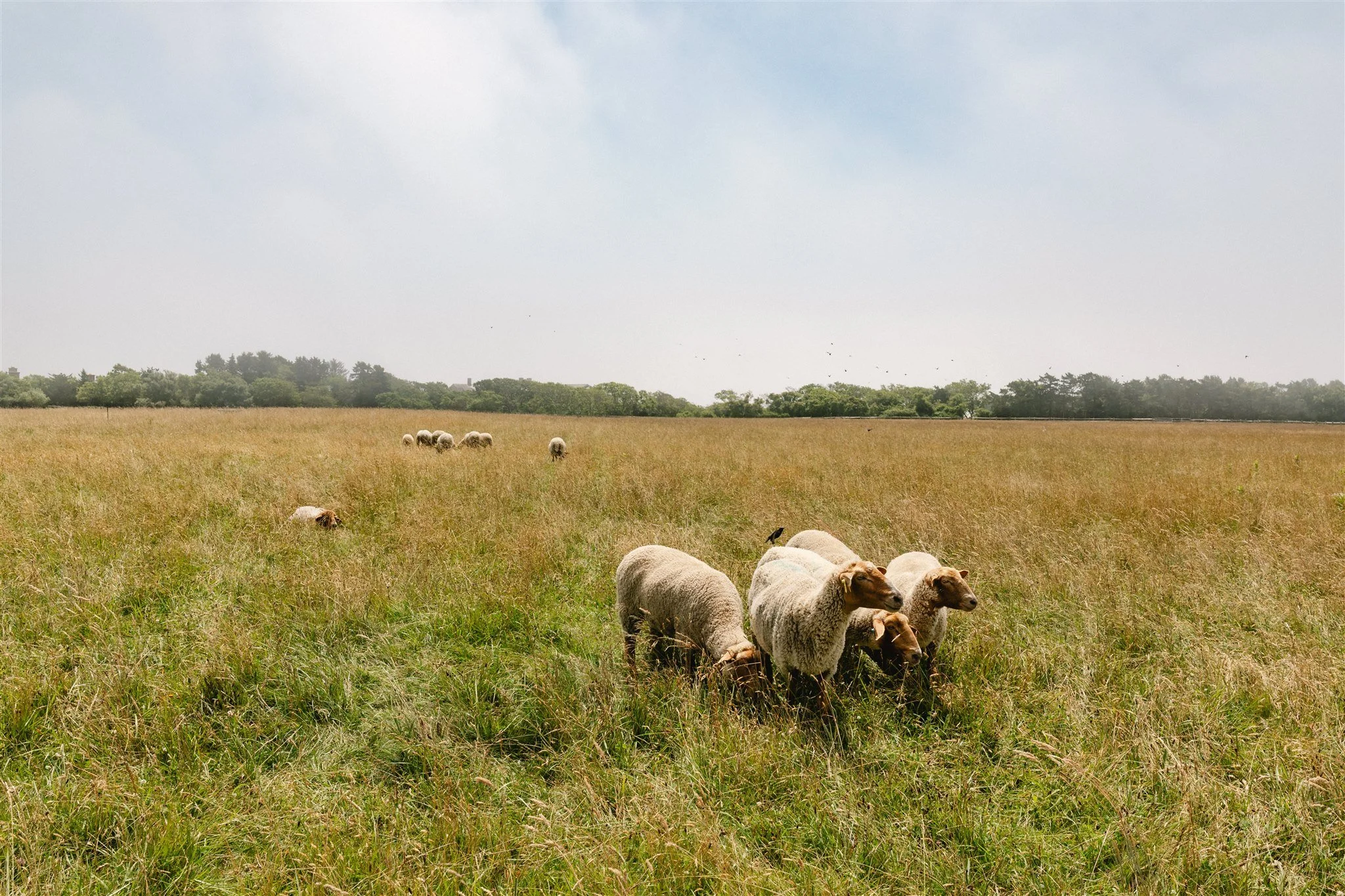Slough_farm_sheny_leon_marthas_vineyard-38.jpg