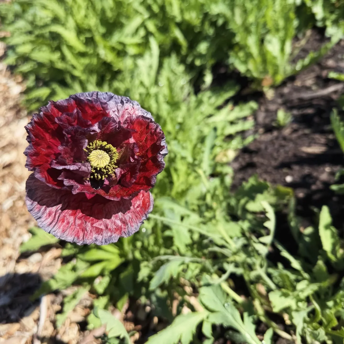 June has arrived, and with it, our very first poppy bloom of the season. A small sign of summer's approach and future harvests across the farm. 🌞