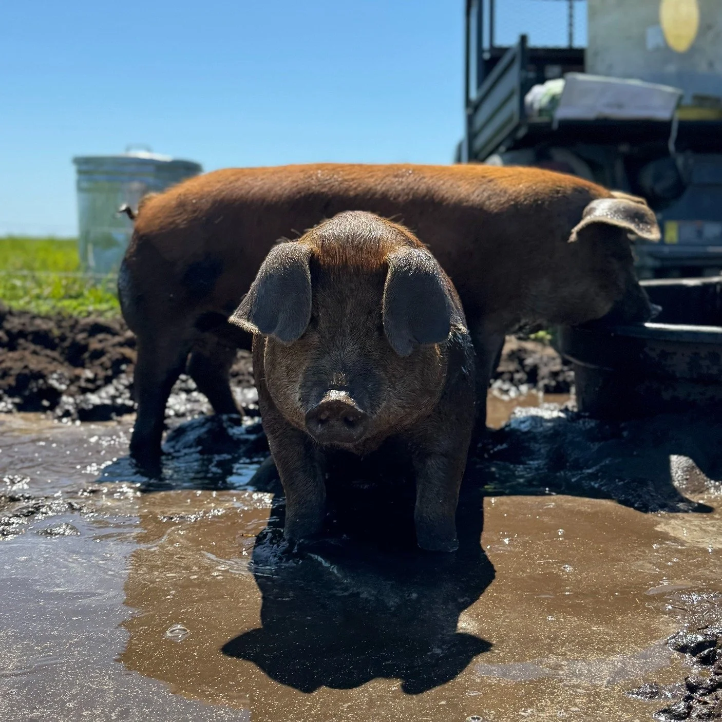 Pigs don't just enjoy rooting around&mdash;they're excellent helpers. Their powerful snouts turn over soil, clean up garden spaces, and transform food scraps into nutrient-rich fertility for future crops. 🐷🌻