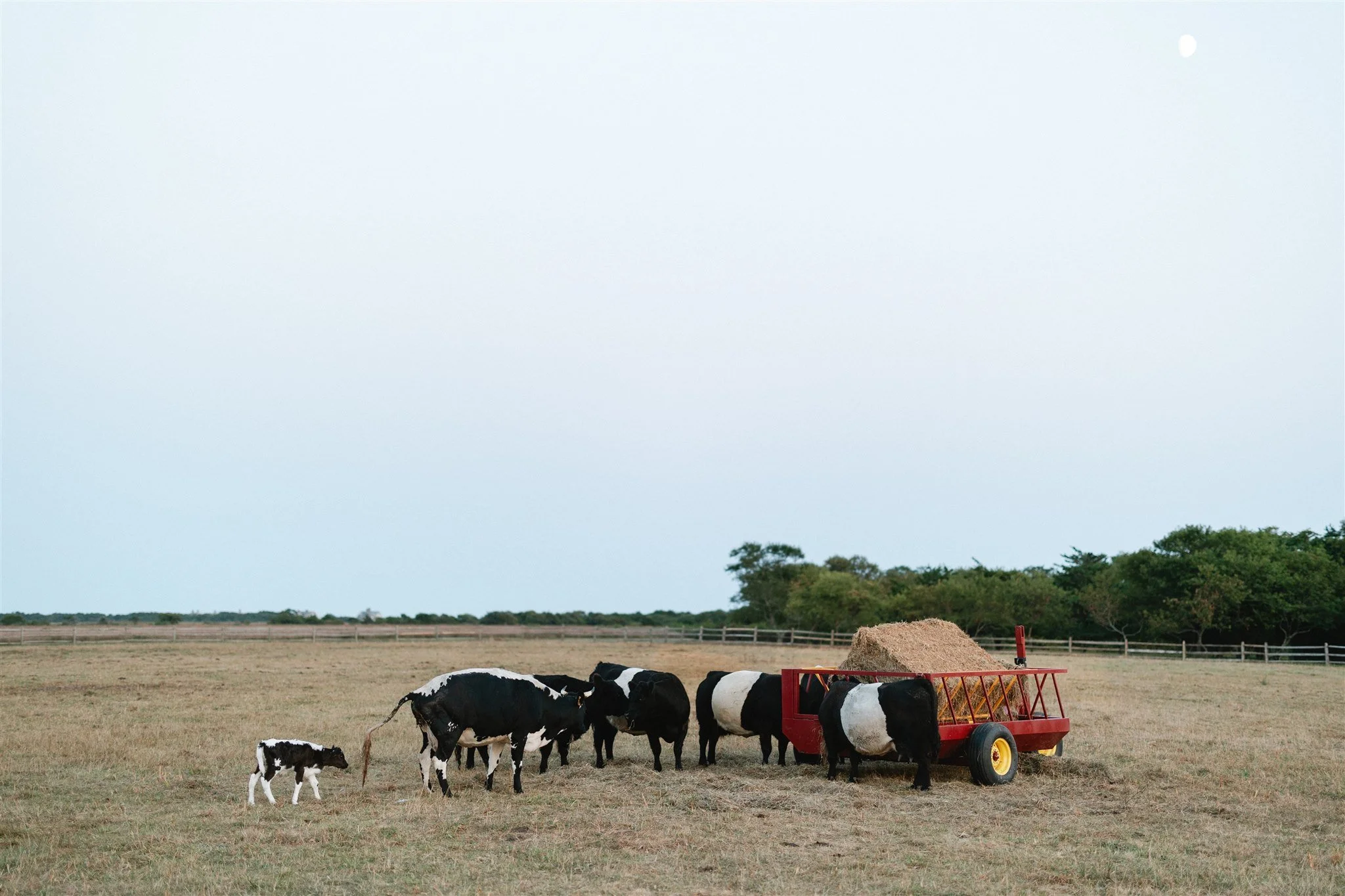 slough_farm_sheny_leon_marthas_vineyard_9_13_24-33.jpg