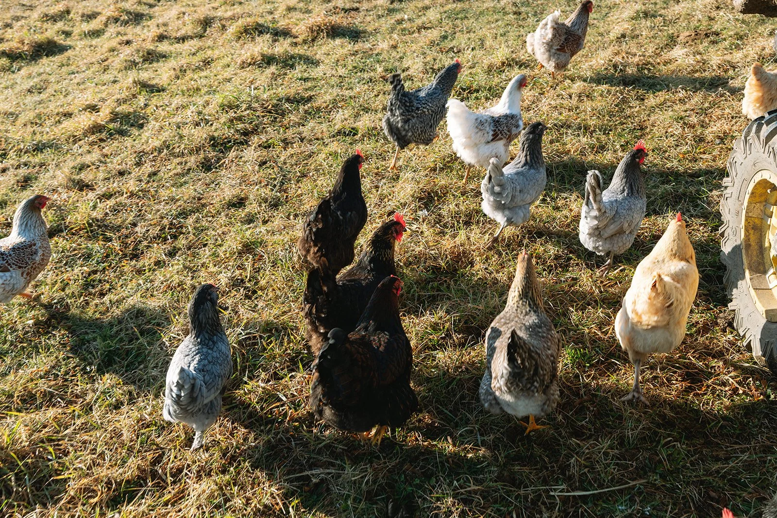 slough_farm_christian_sheny_leon_marthas_vineyard063.jpg