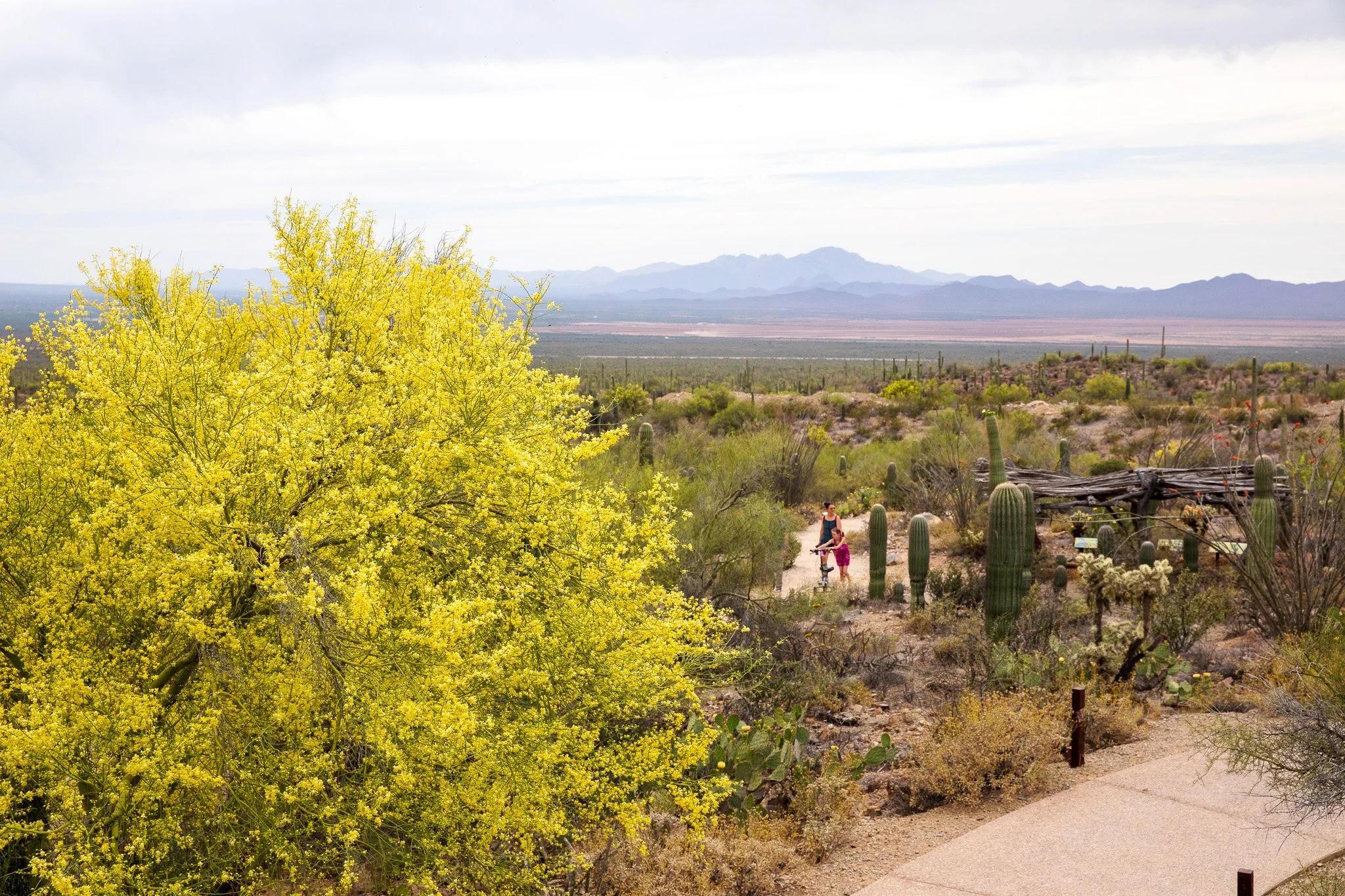 Desert overlook.