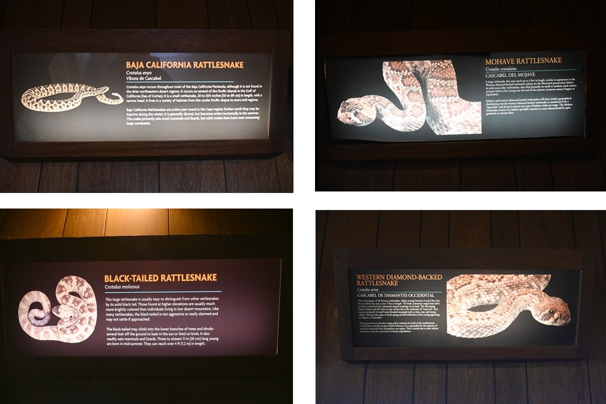 Backlit snake signage.