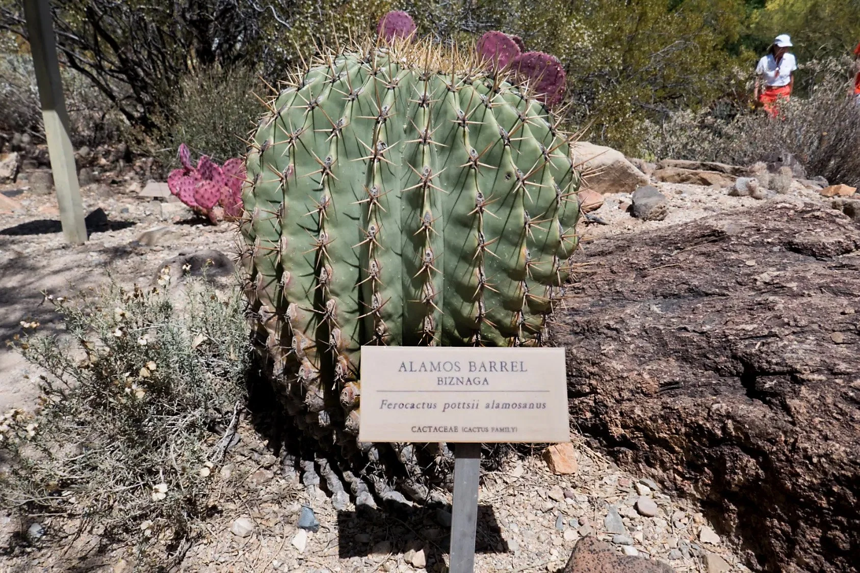 Engraved plant identifiers.