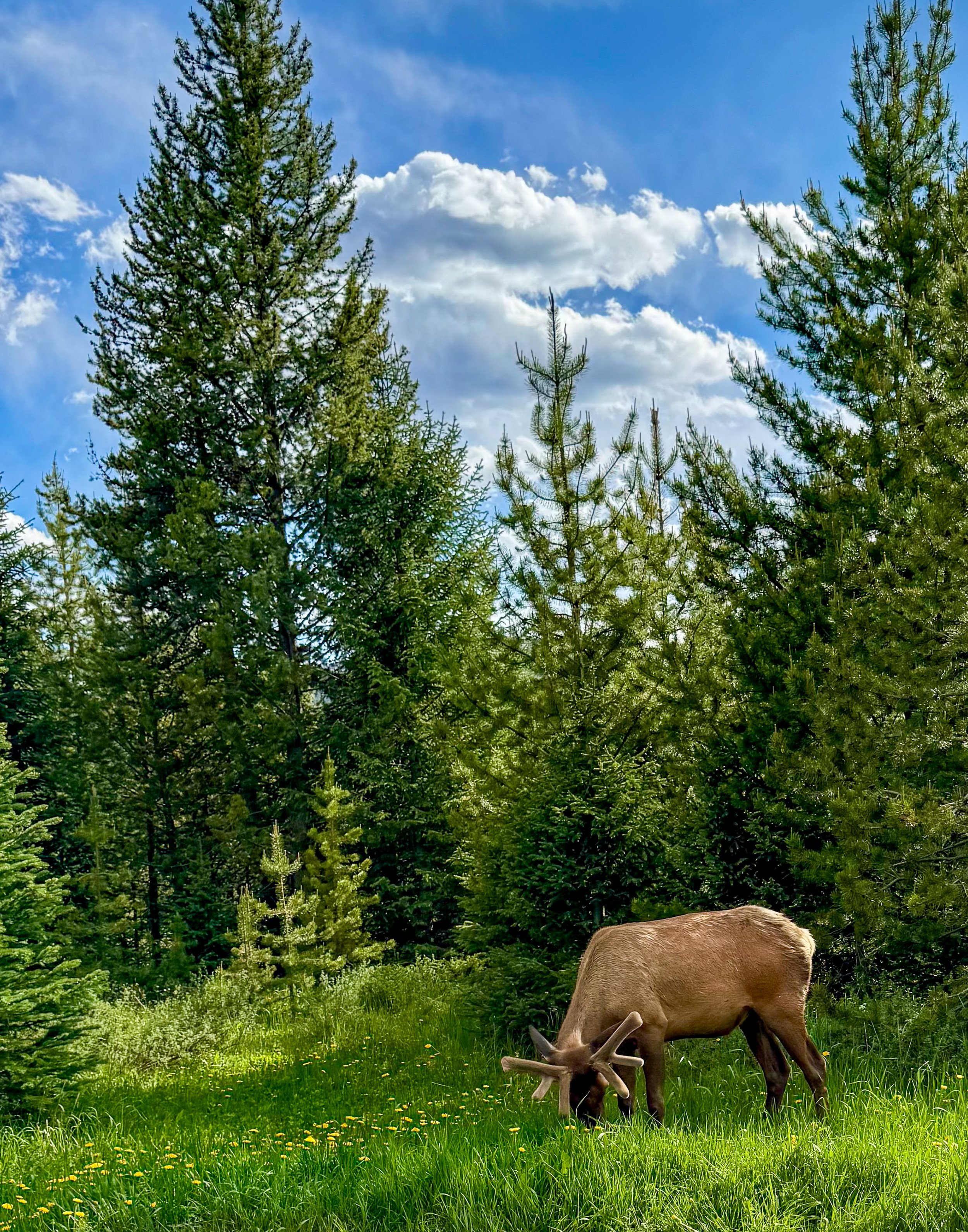 Velvet Crown.jpg (Copy) (Copy)