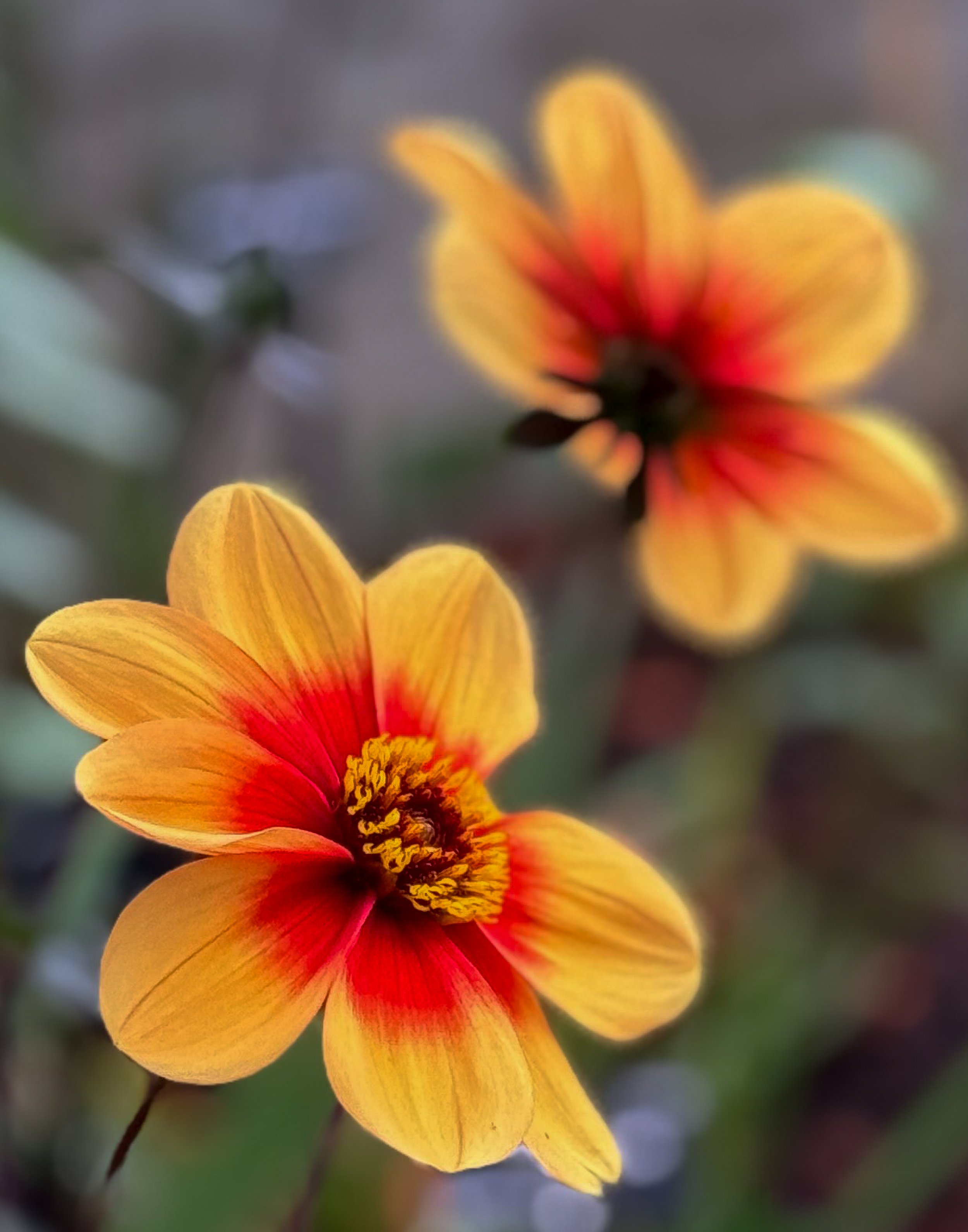 Late-season Silhouettes II