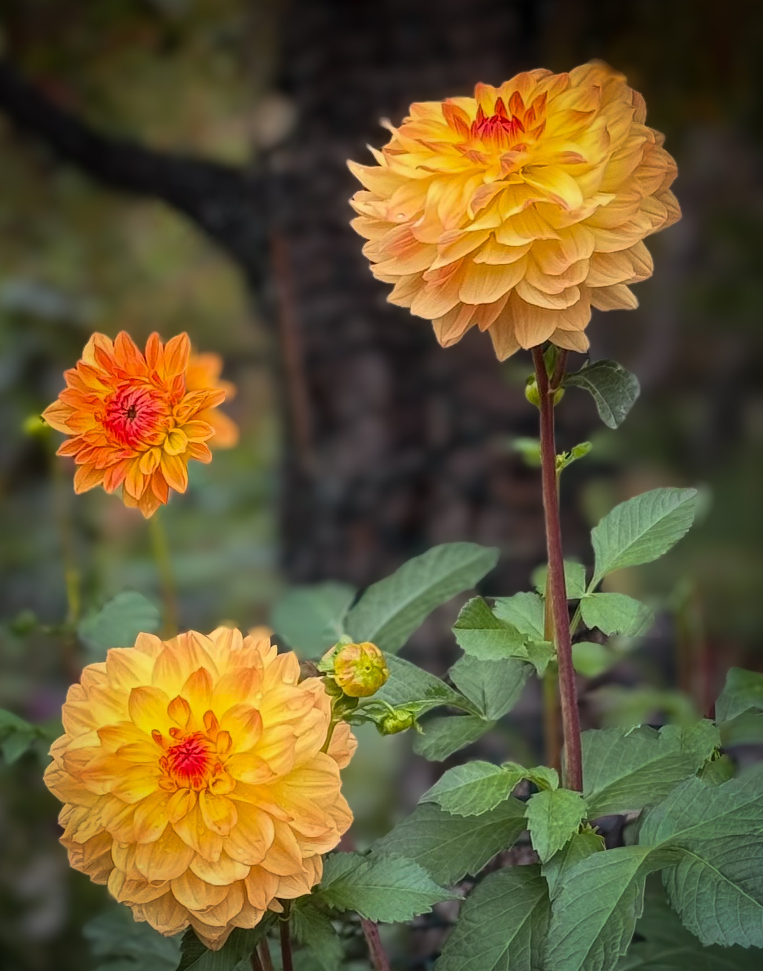 Late Season Sihouettes I