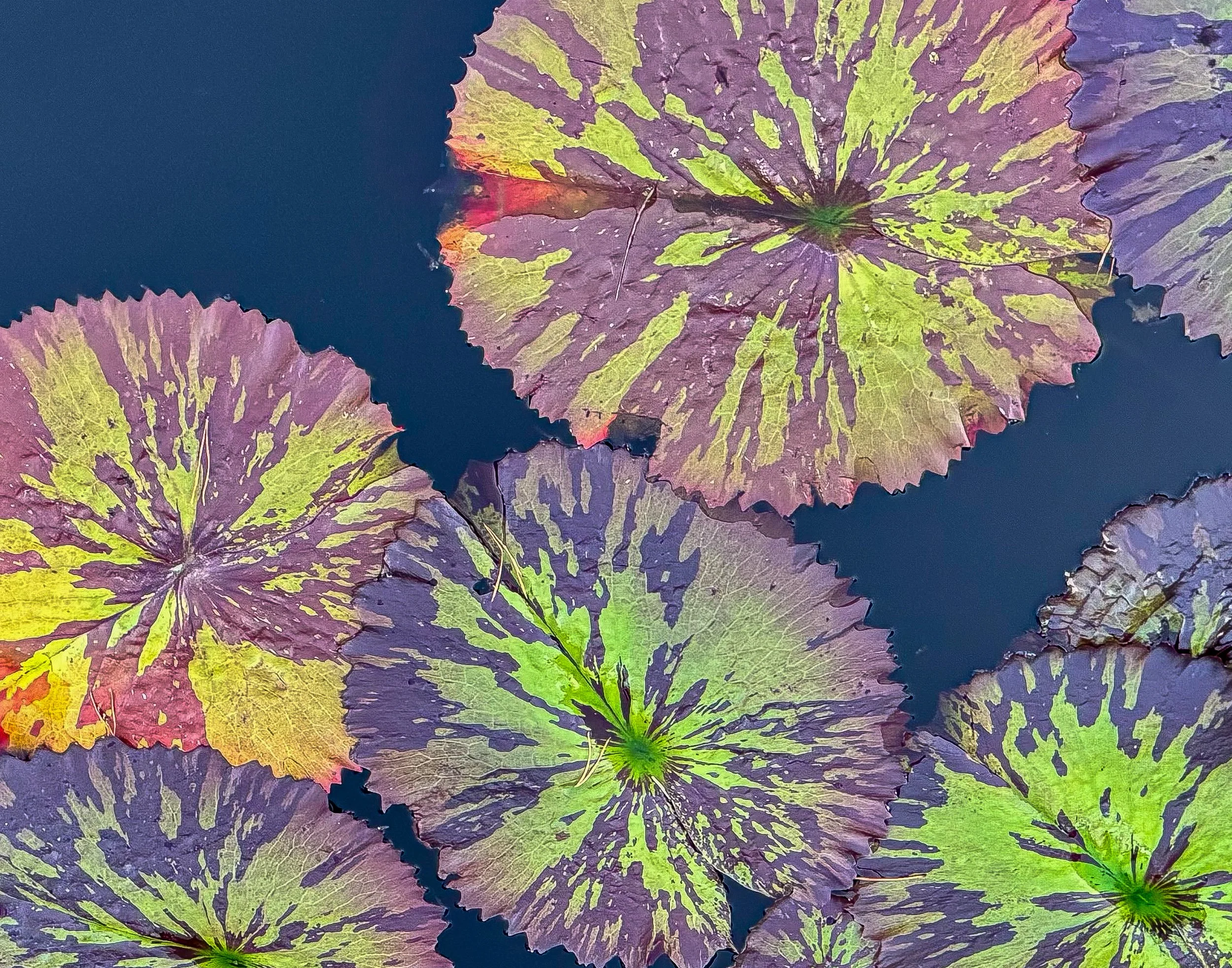 Colorful water lilies with large, round, variegated green and purple leaves floating on a dark water surface.