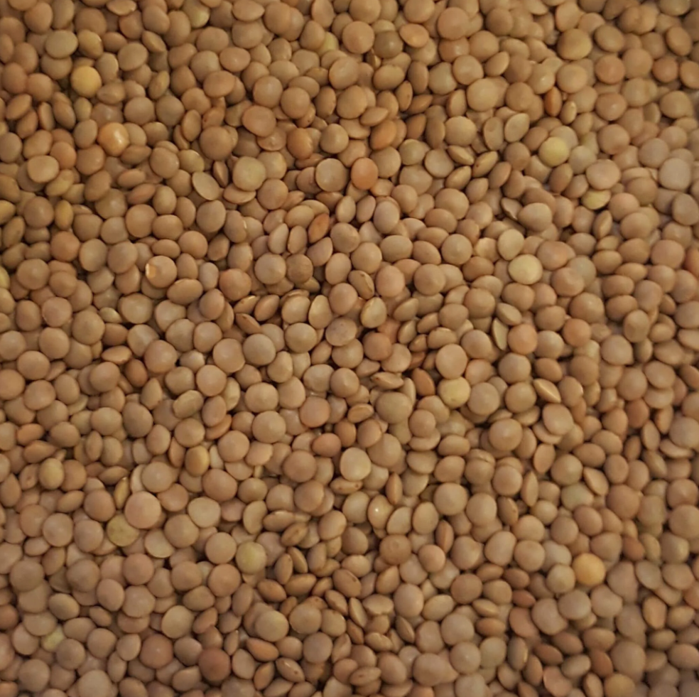 Brown Lentils