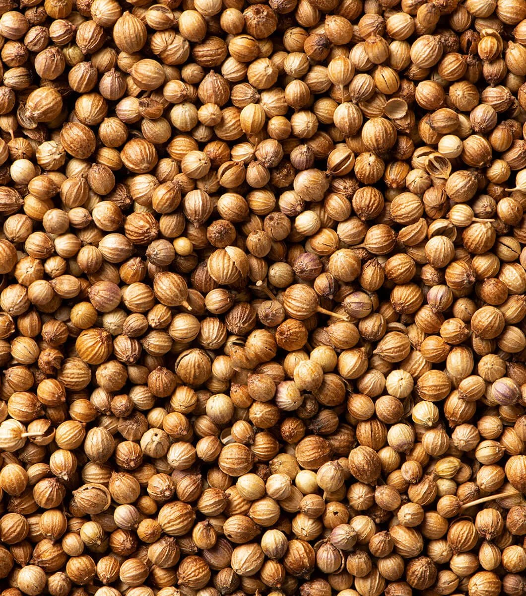 Coriander Seeds
