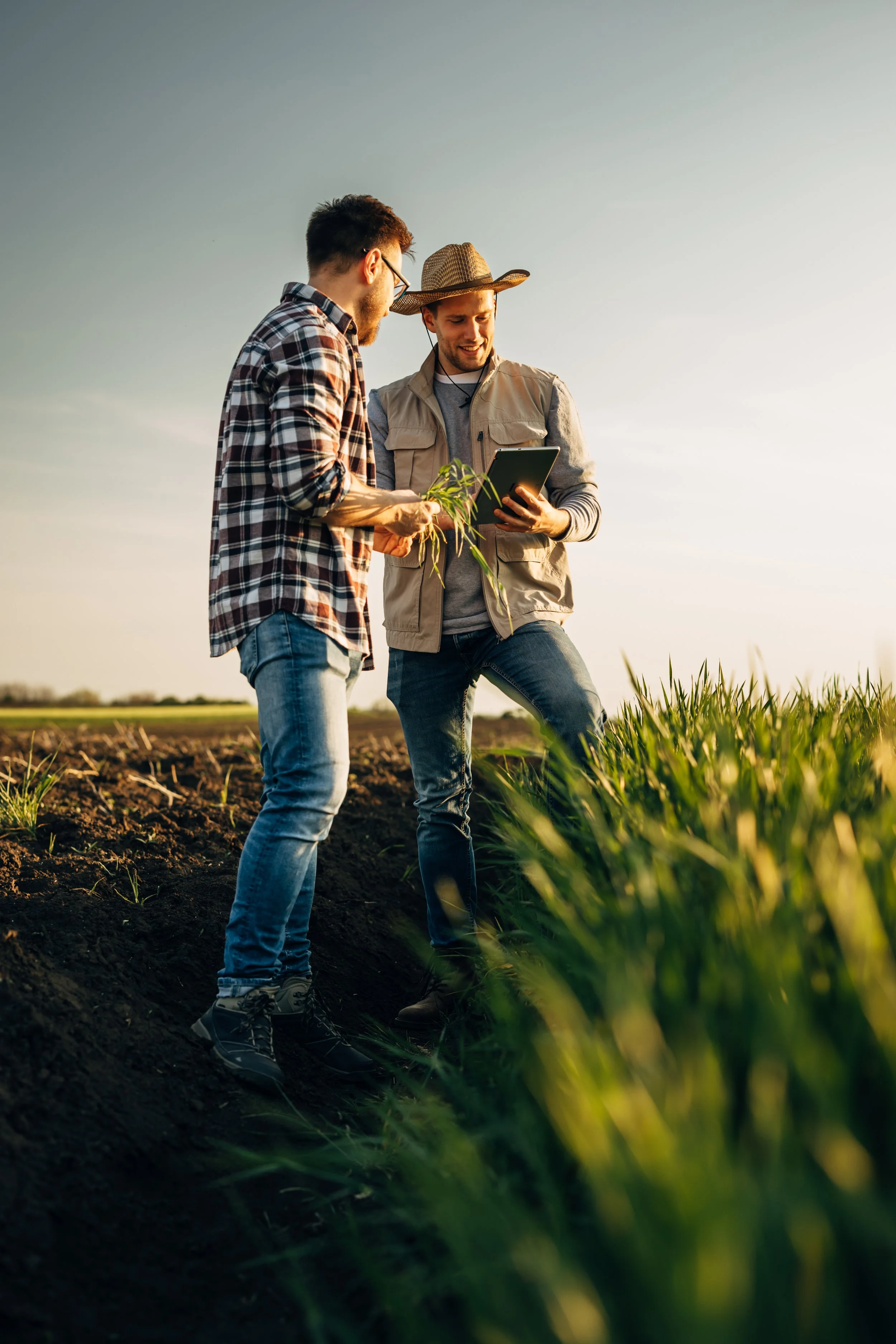 Two farmers standing in a field during sunset, examining plants and looking at a tablet.